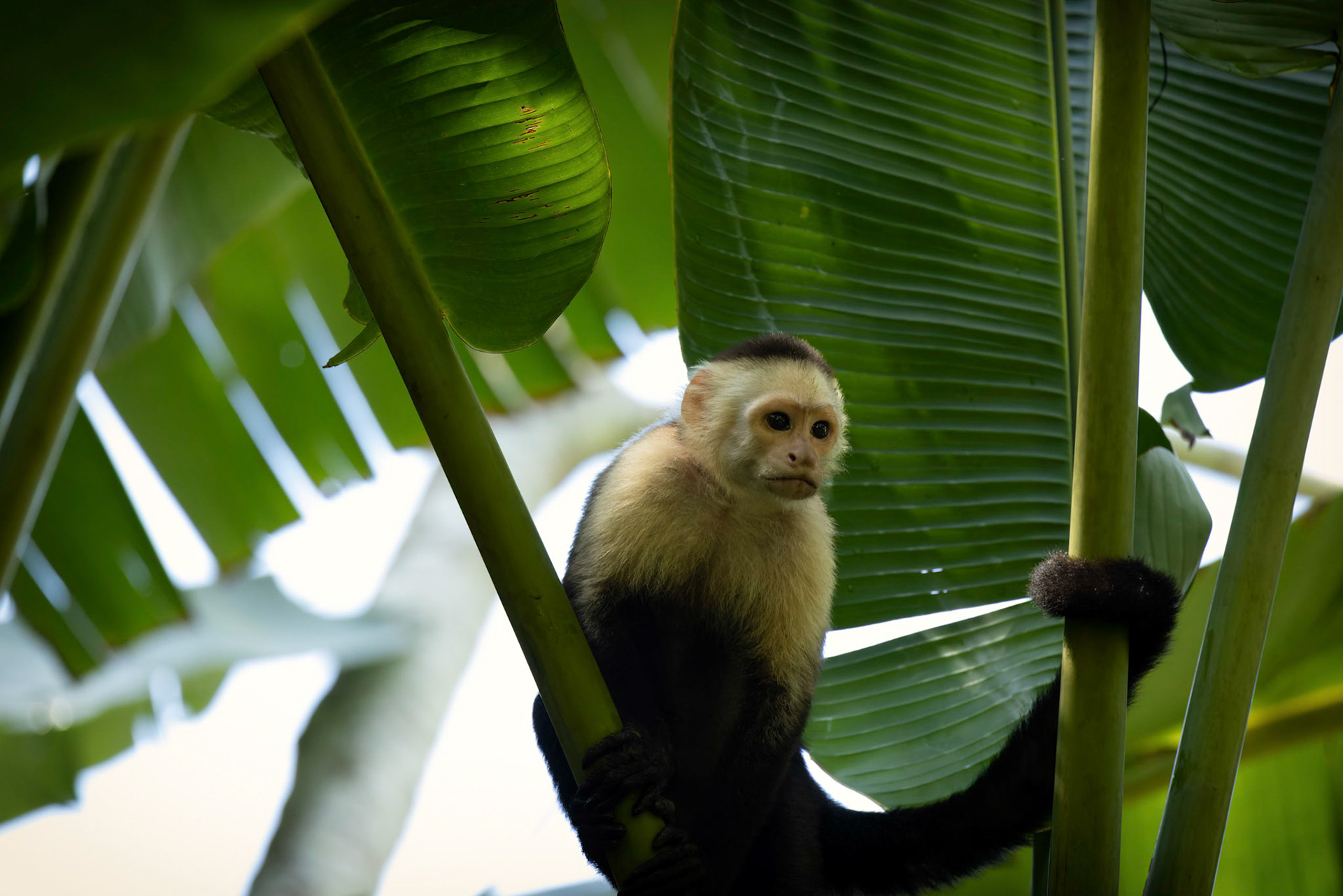 White-faced Capuchin