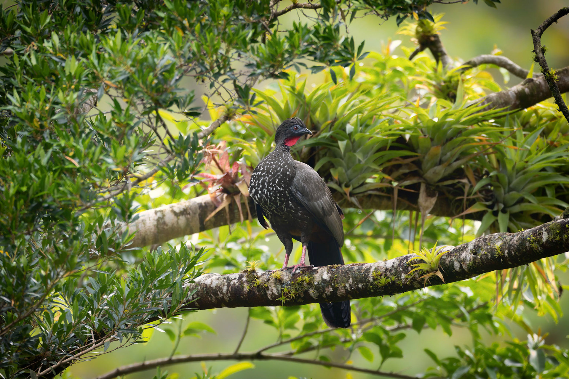 Crested Guan