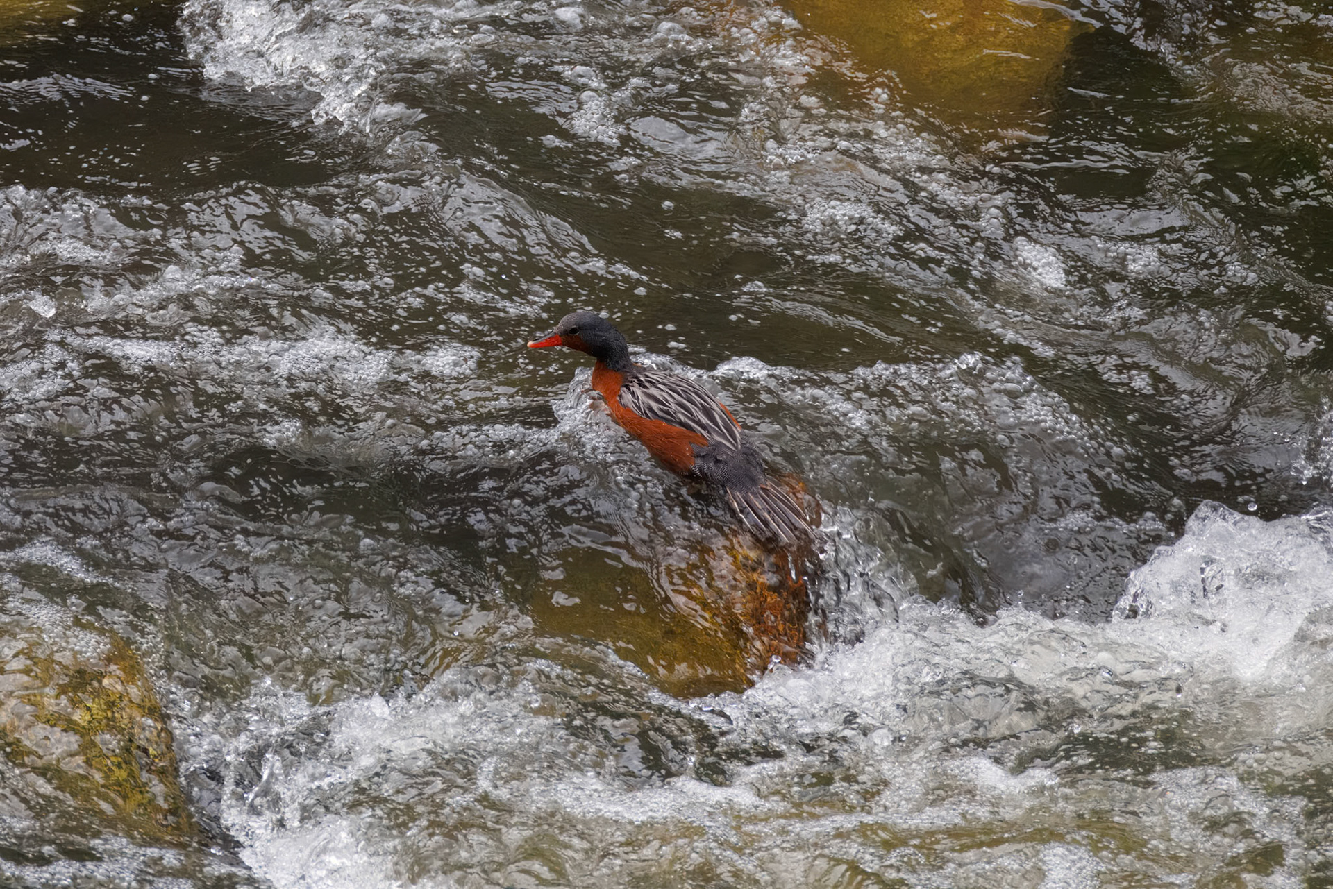Torrent Duck
