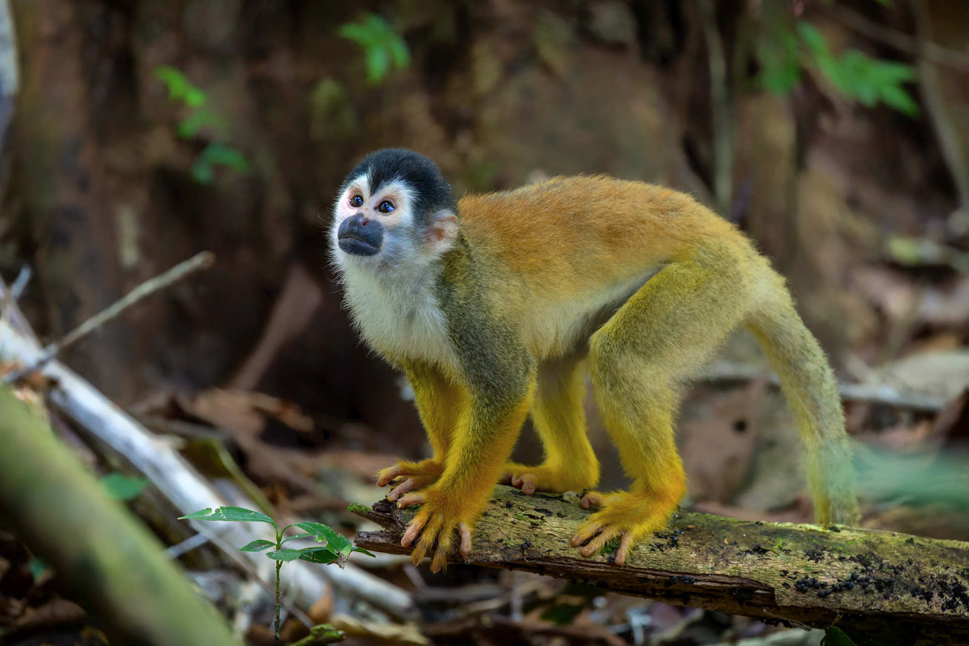 Squirrel Monkey