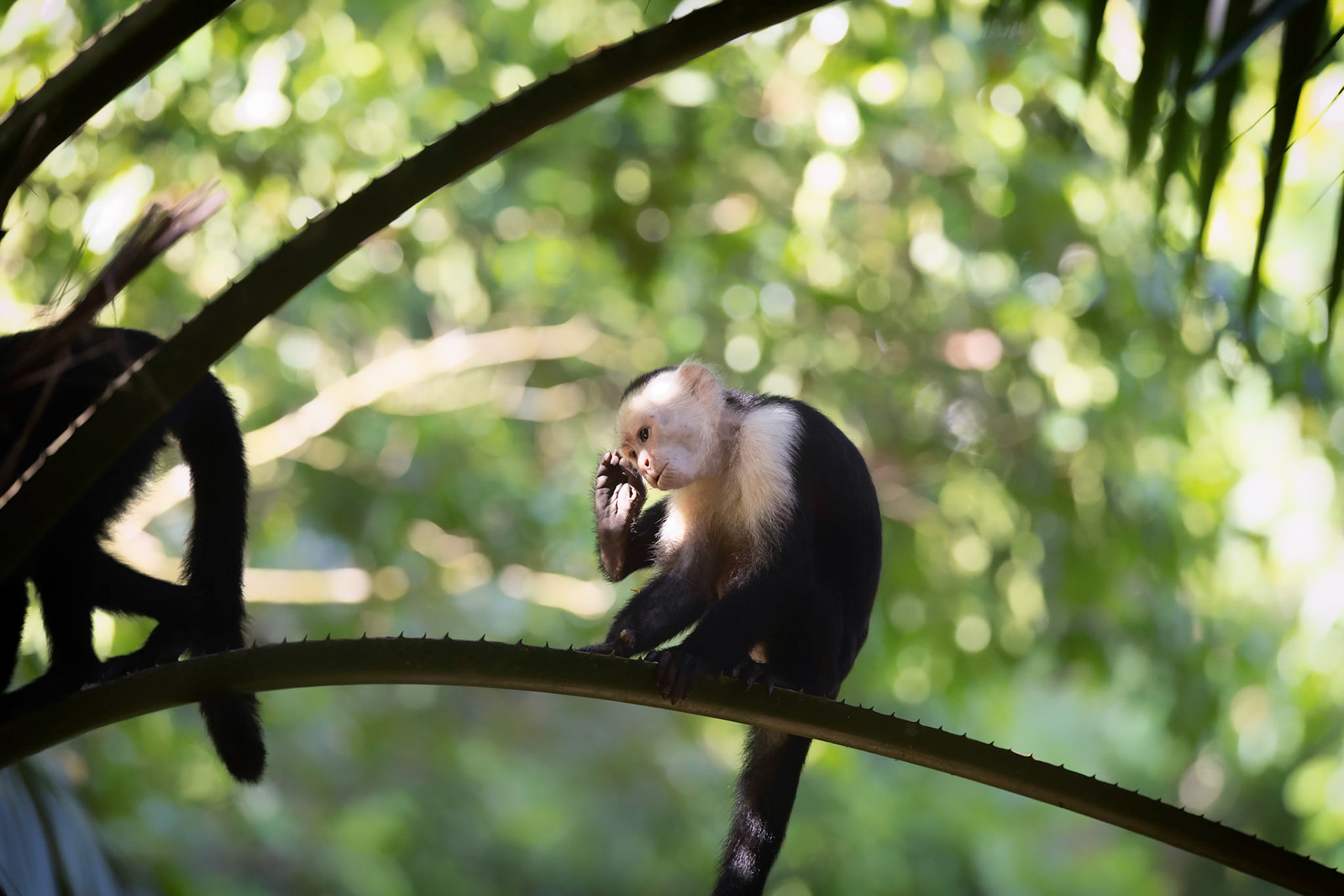 White-faced Capuchin