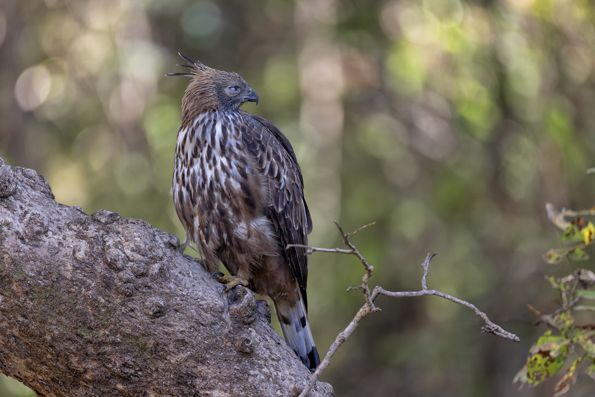 Crested hawk eagle
