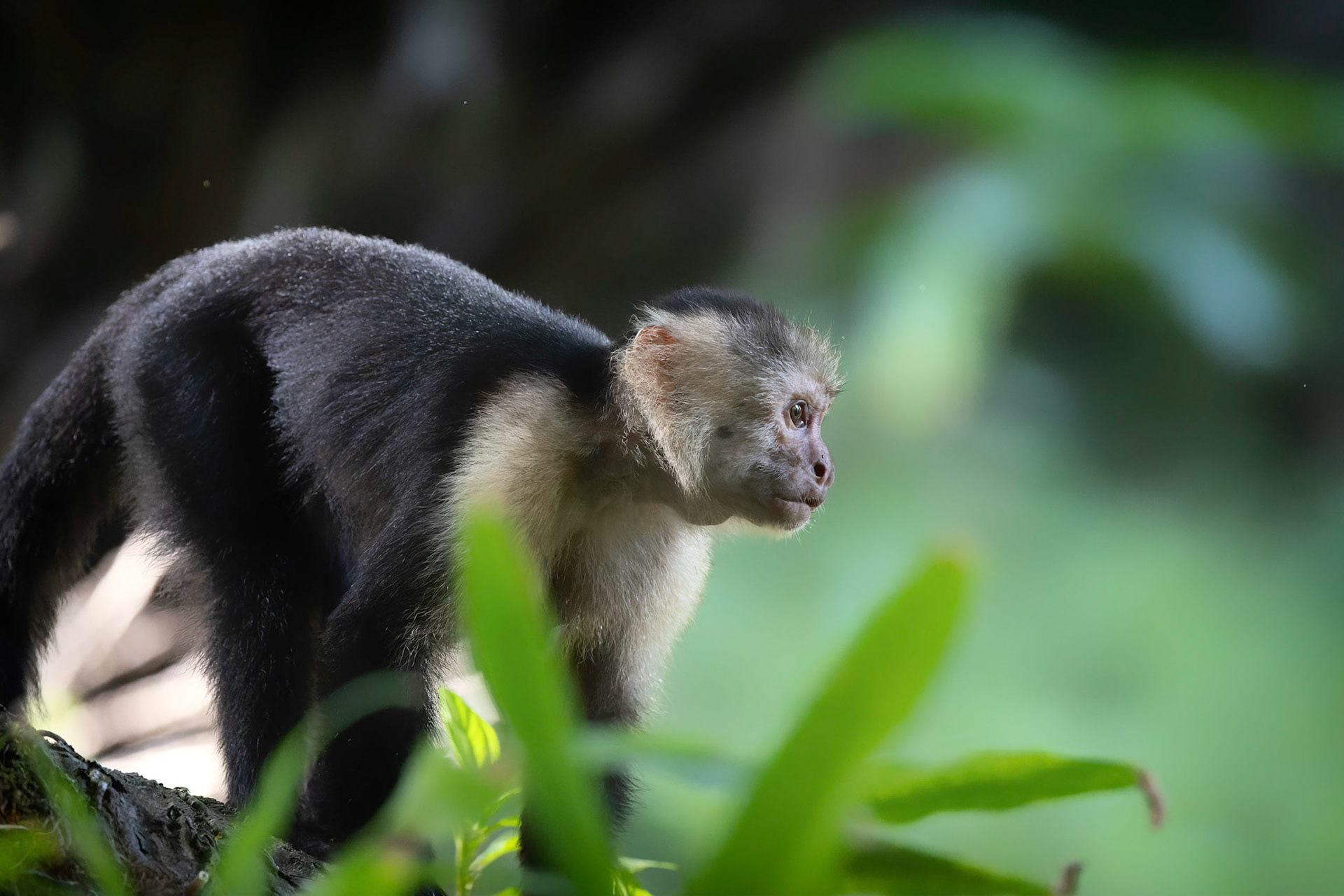 White-faced Capuchin