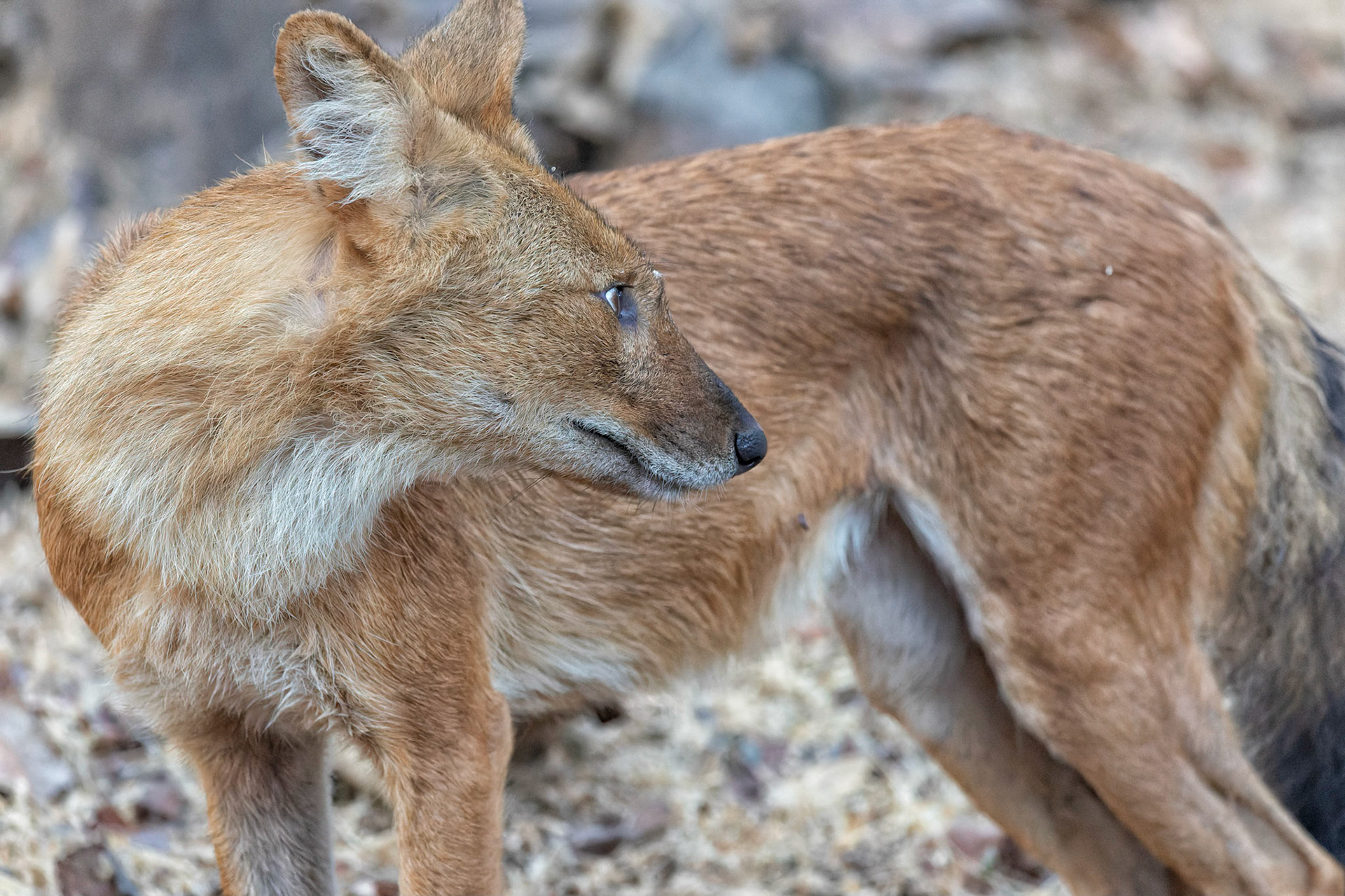 Dhole - wild dog