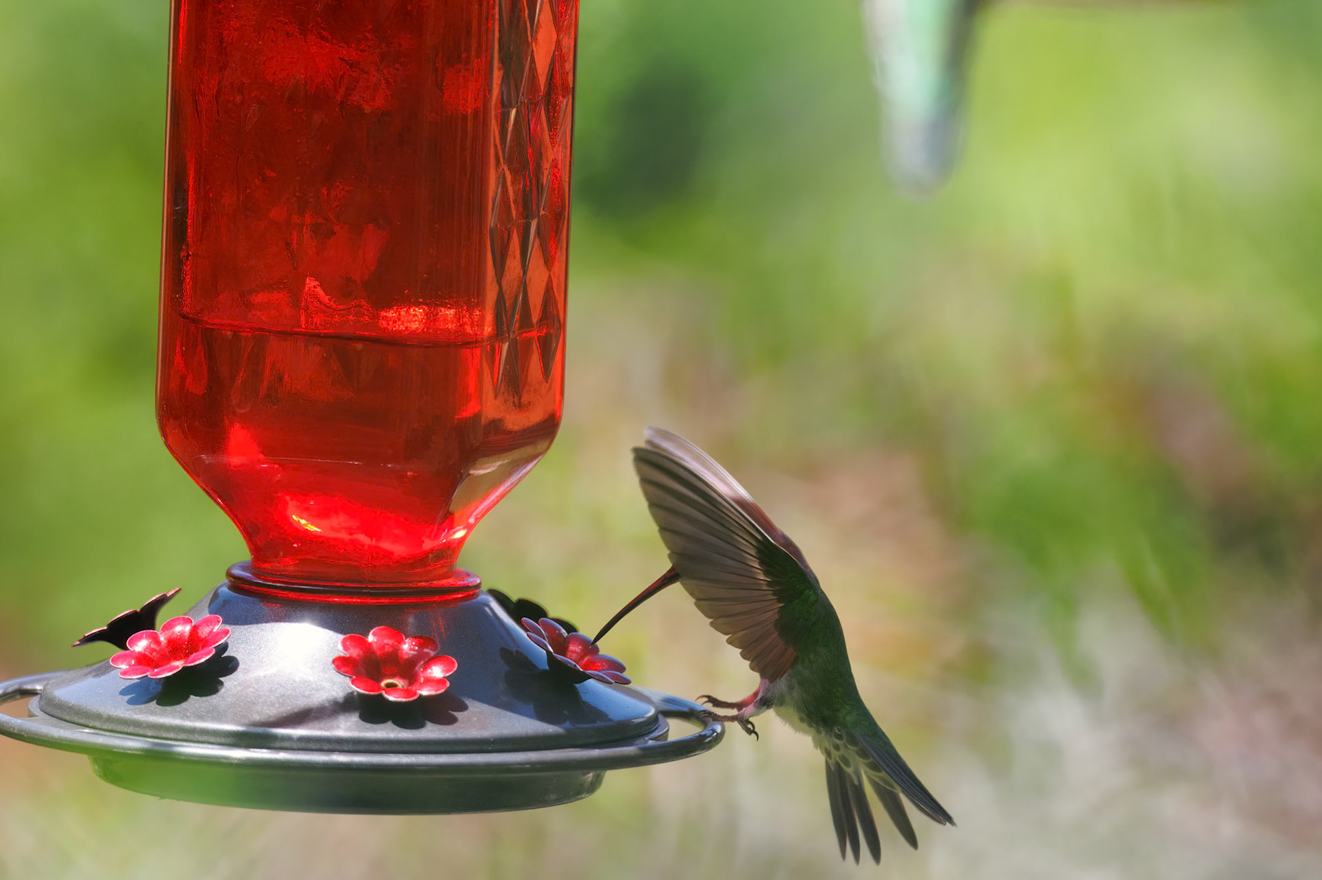 Green-and-white Hummingbird