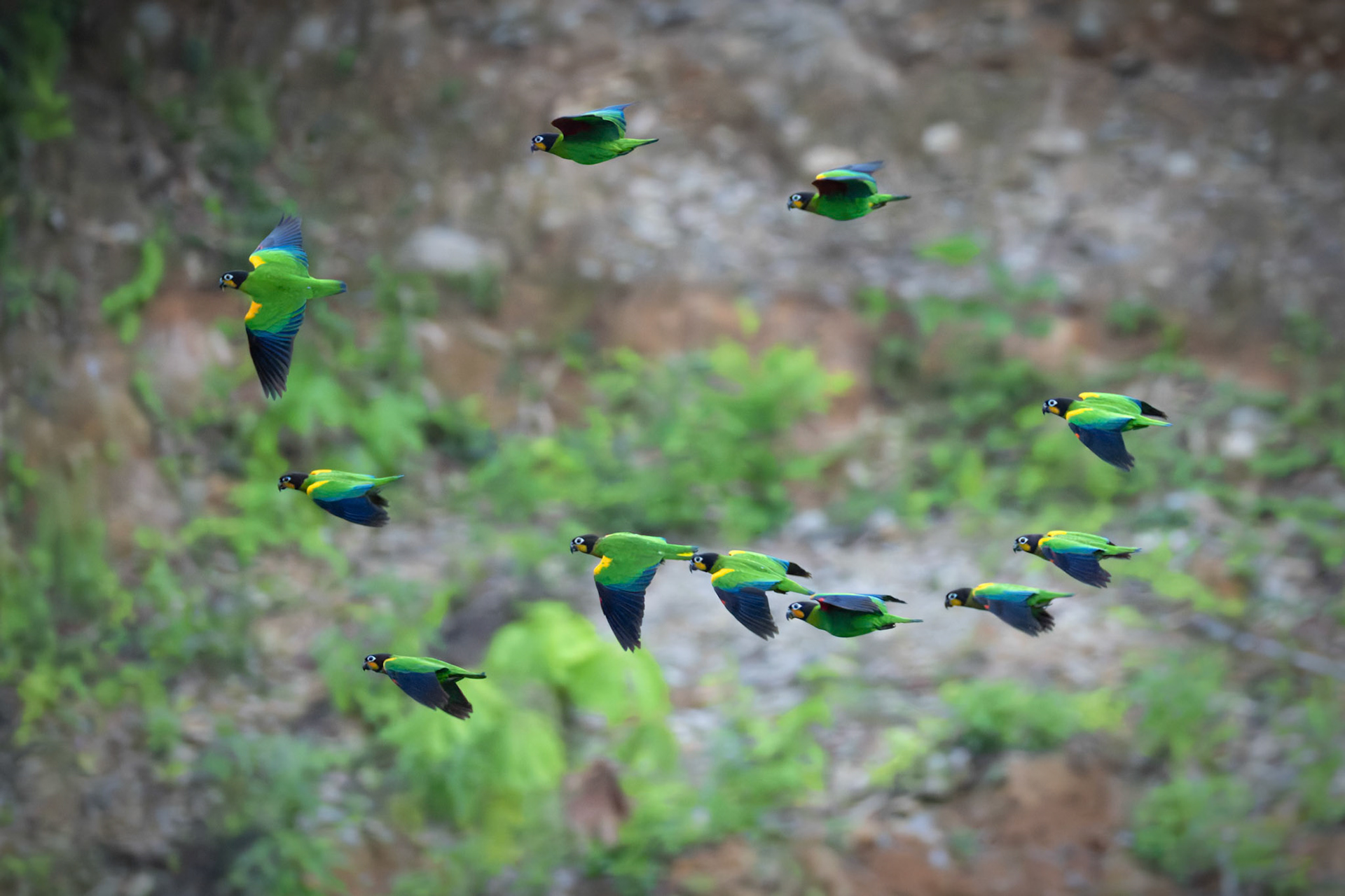 Orange-cheeked Parrot