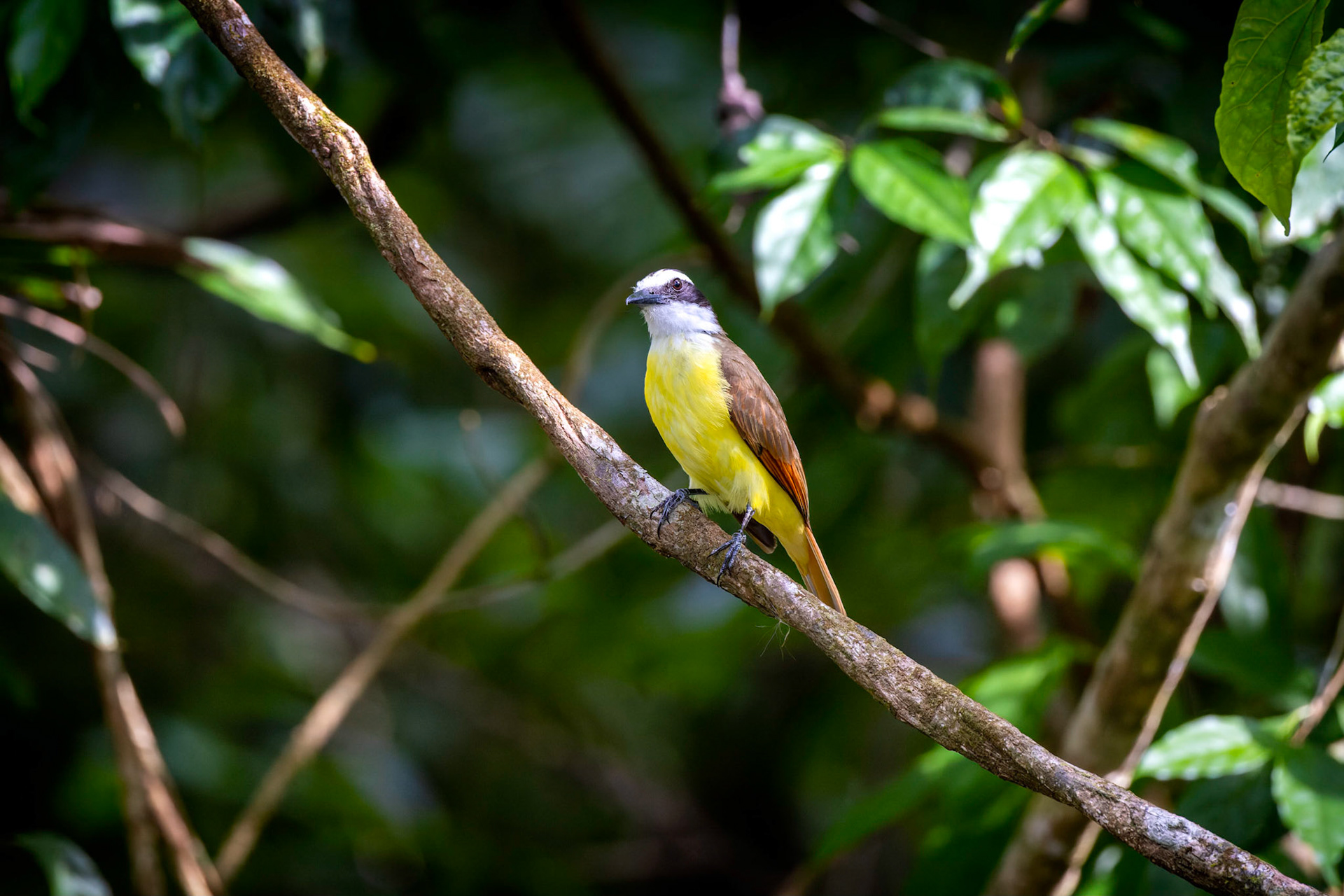 Great Kiskadee