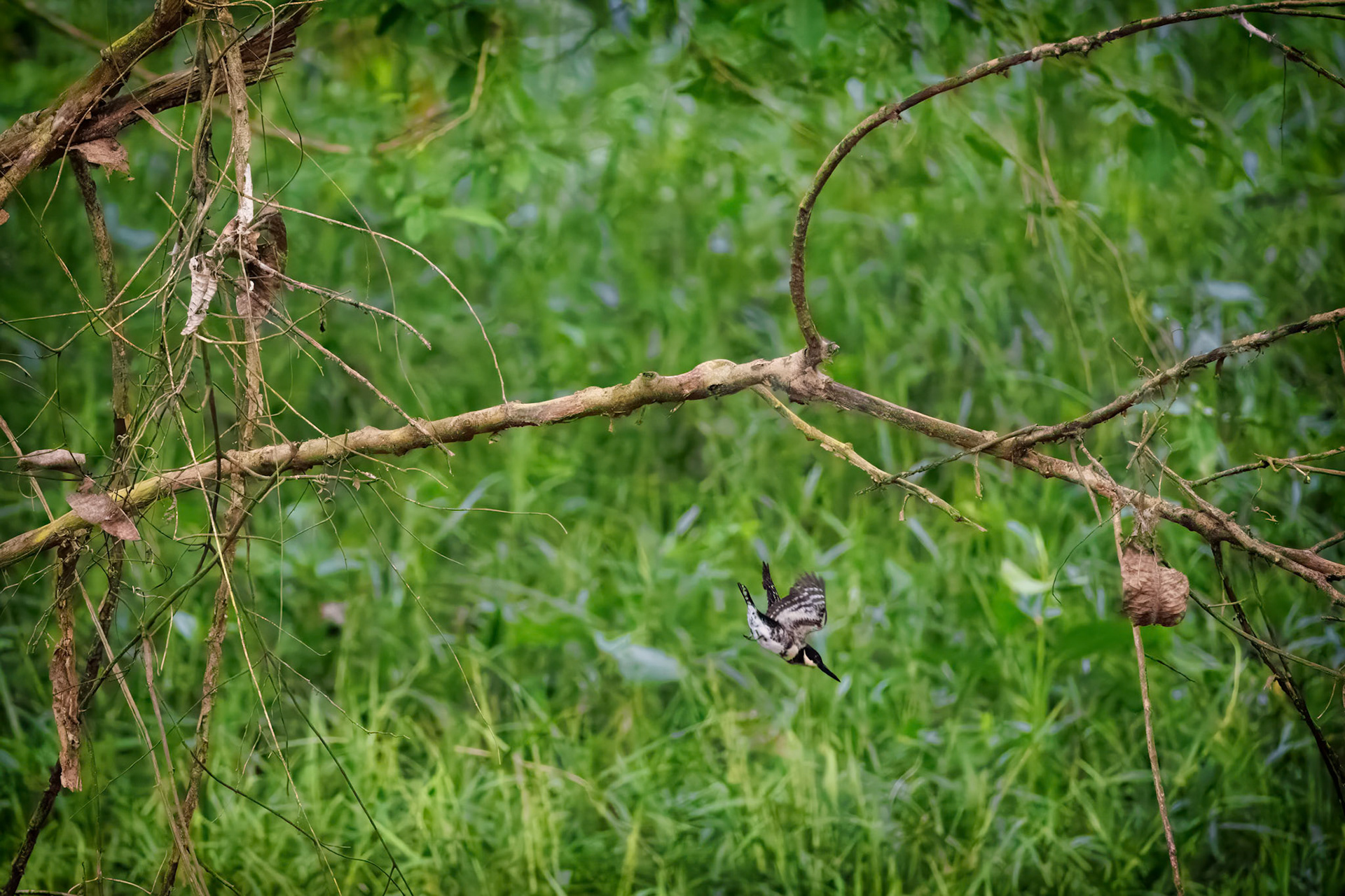 Female Green Kingfisher