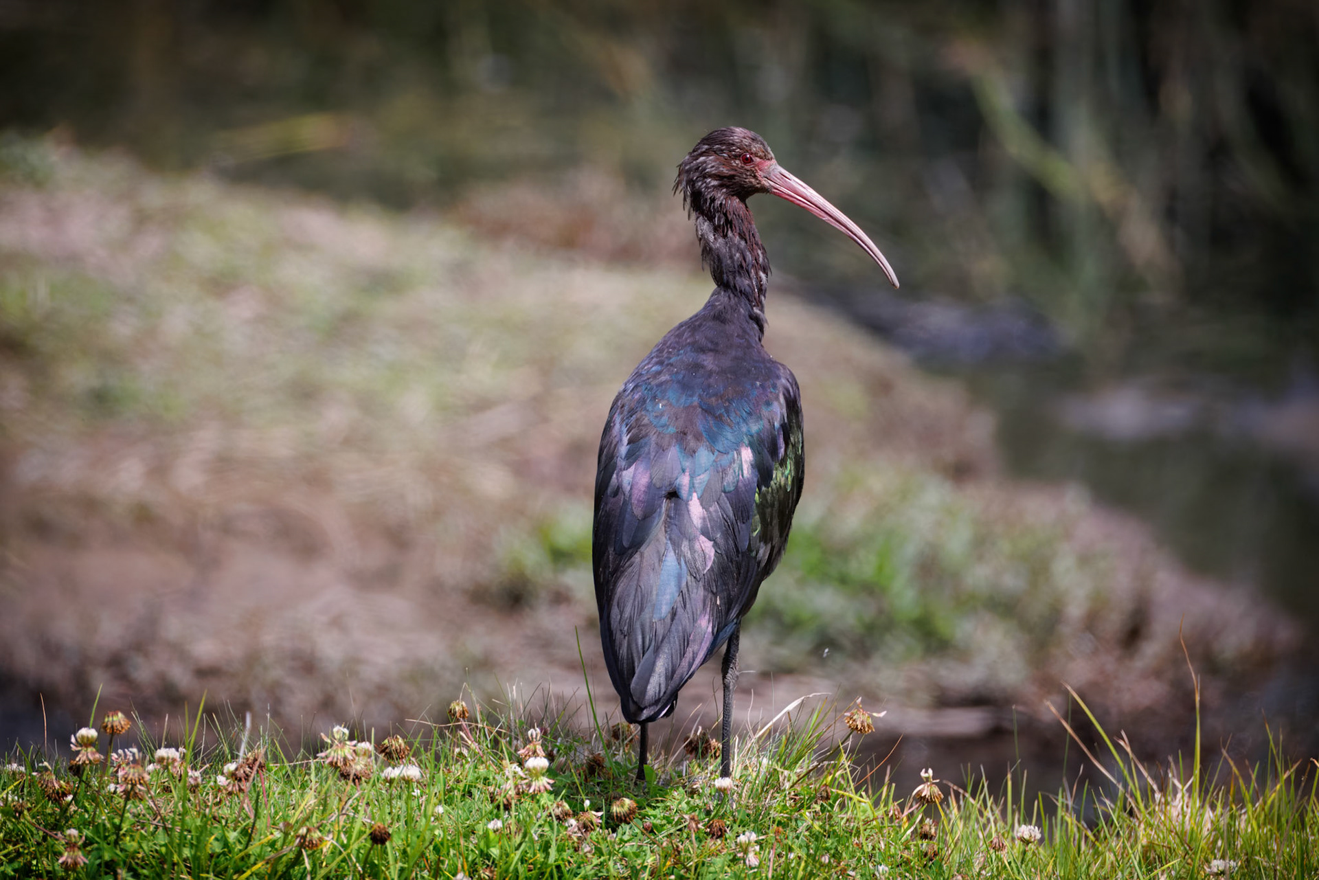 Puna Ibis