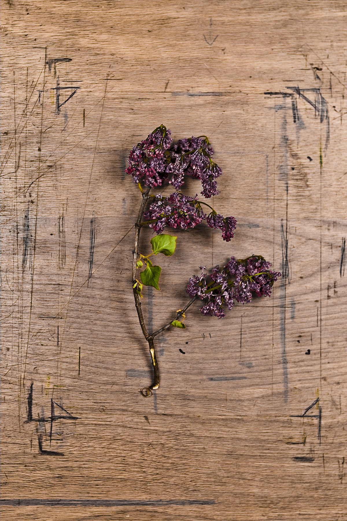 Floral Arrangements V1 - PH101_V1