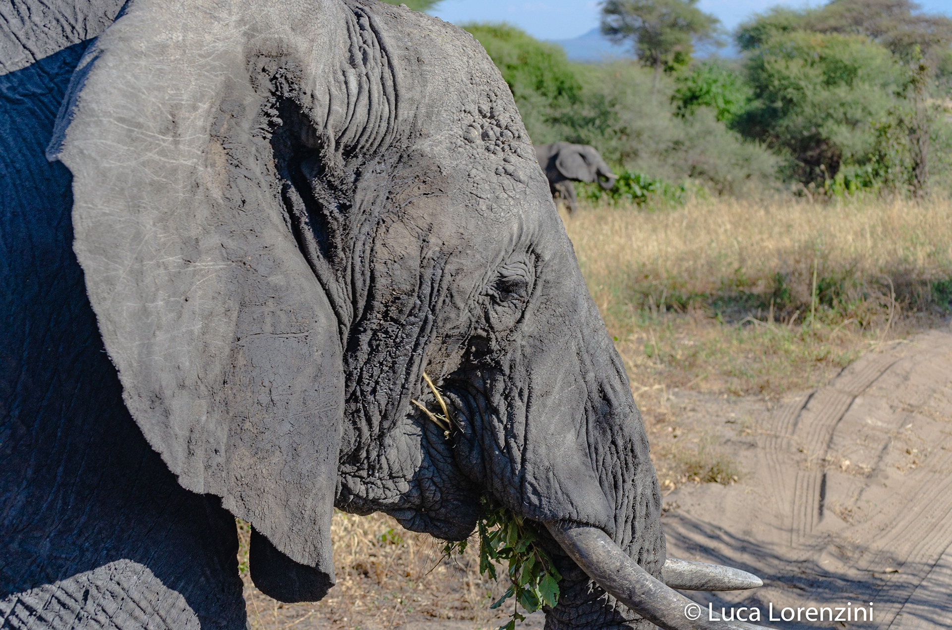 Elefante