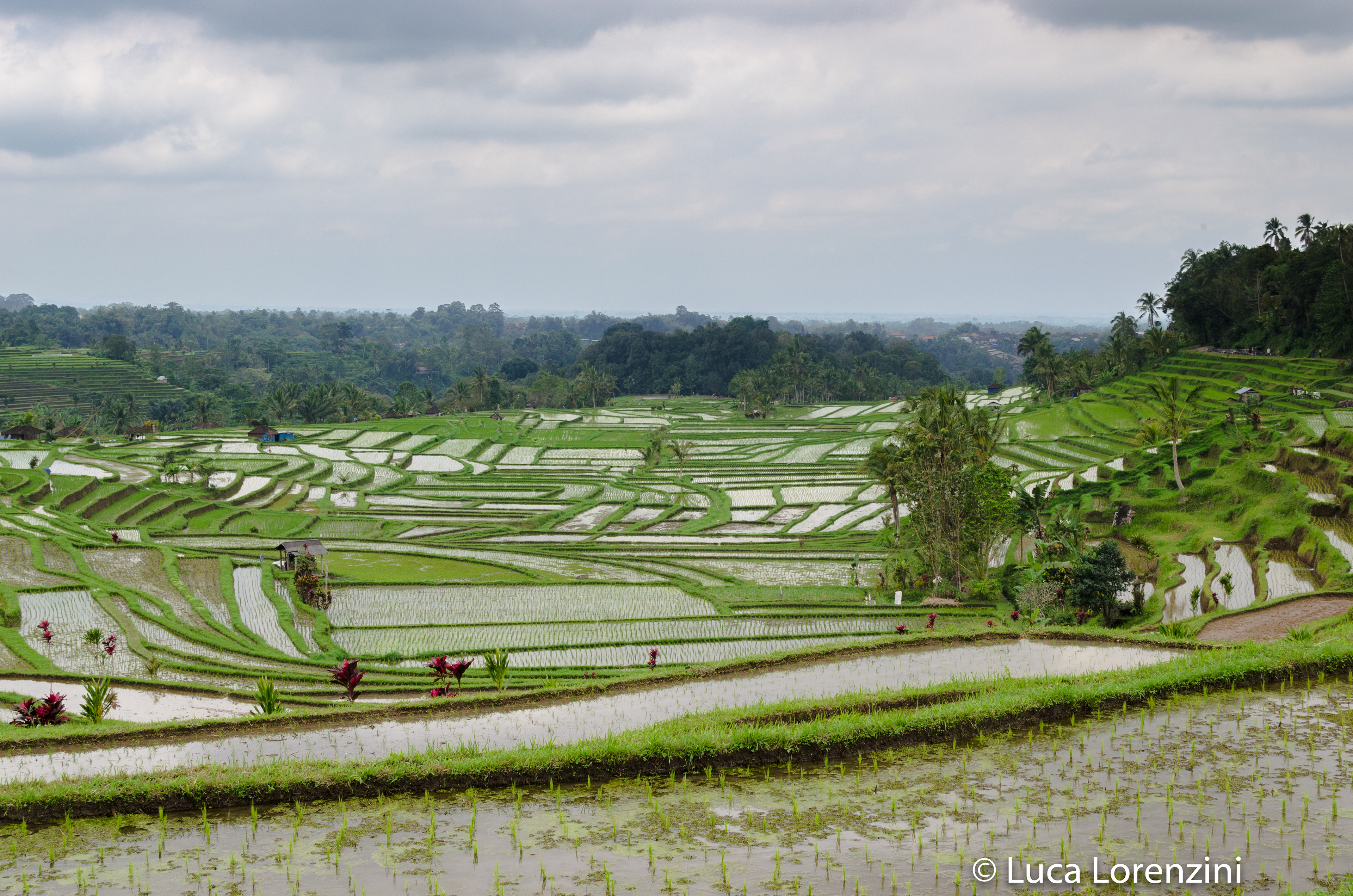 Jatiluwih Rice Terrace - UNESCO