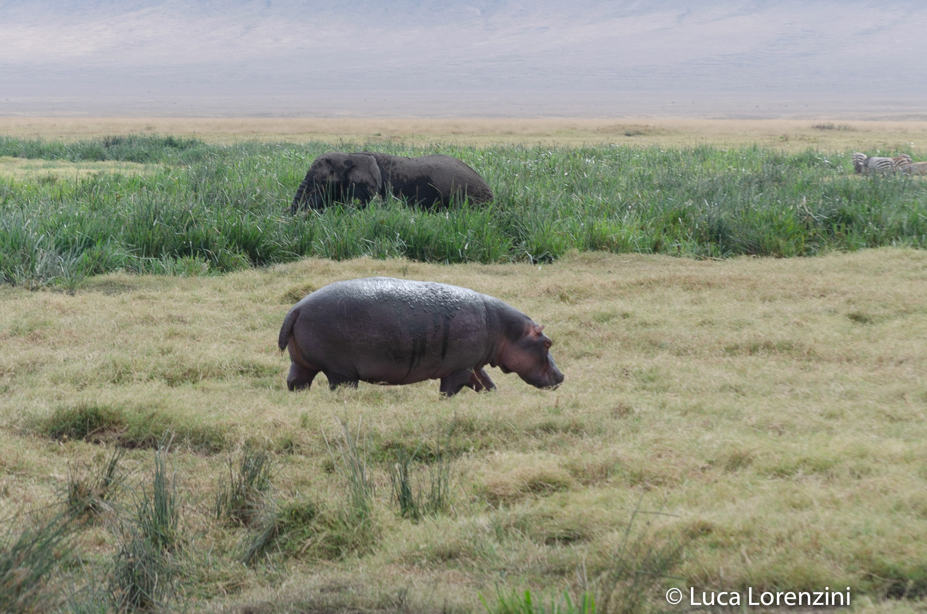 Ippopotamo