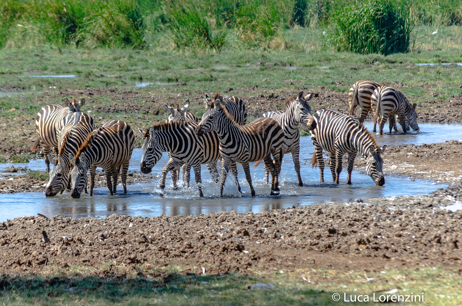 Zebra