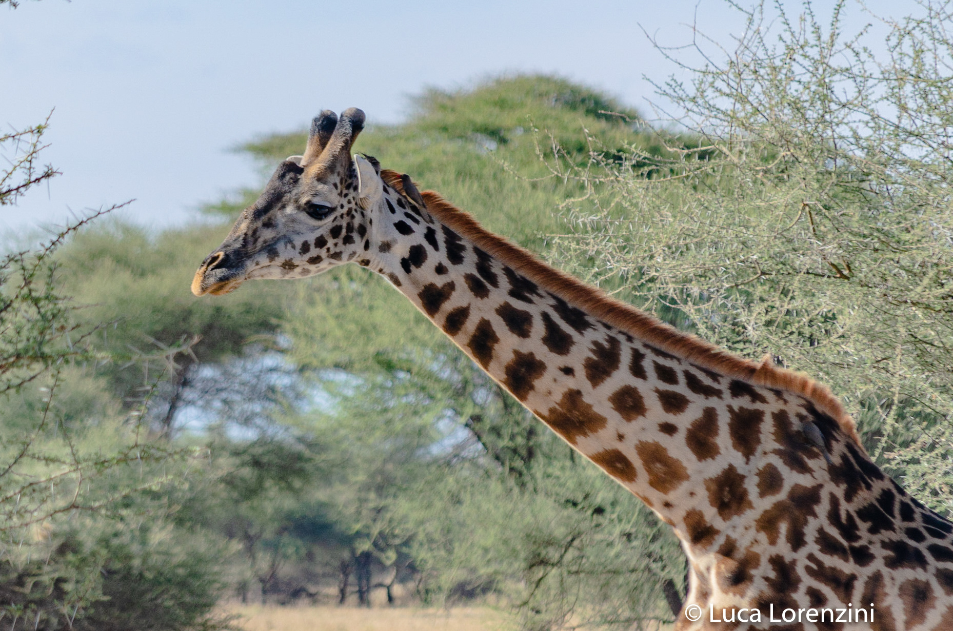 Giraffa