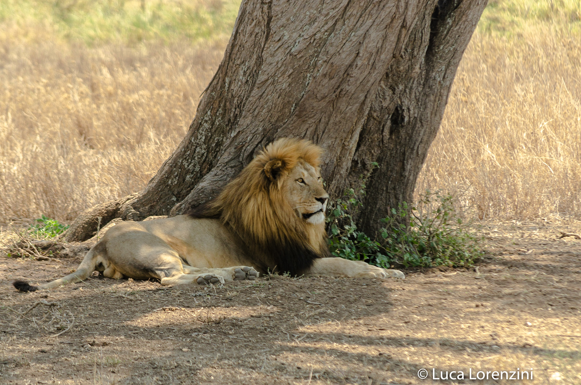 Leone
