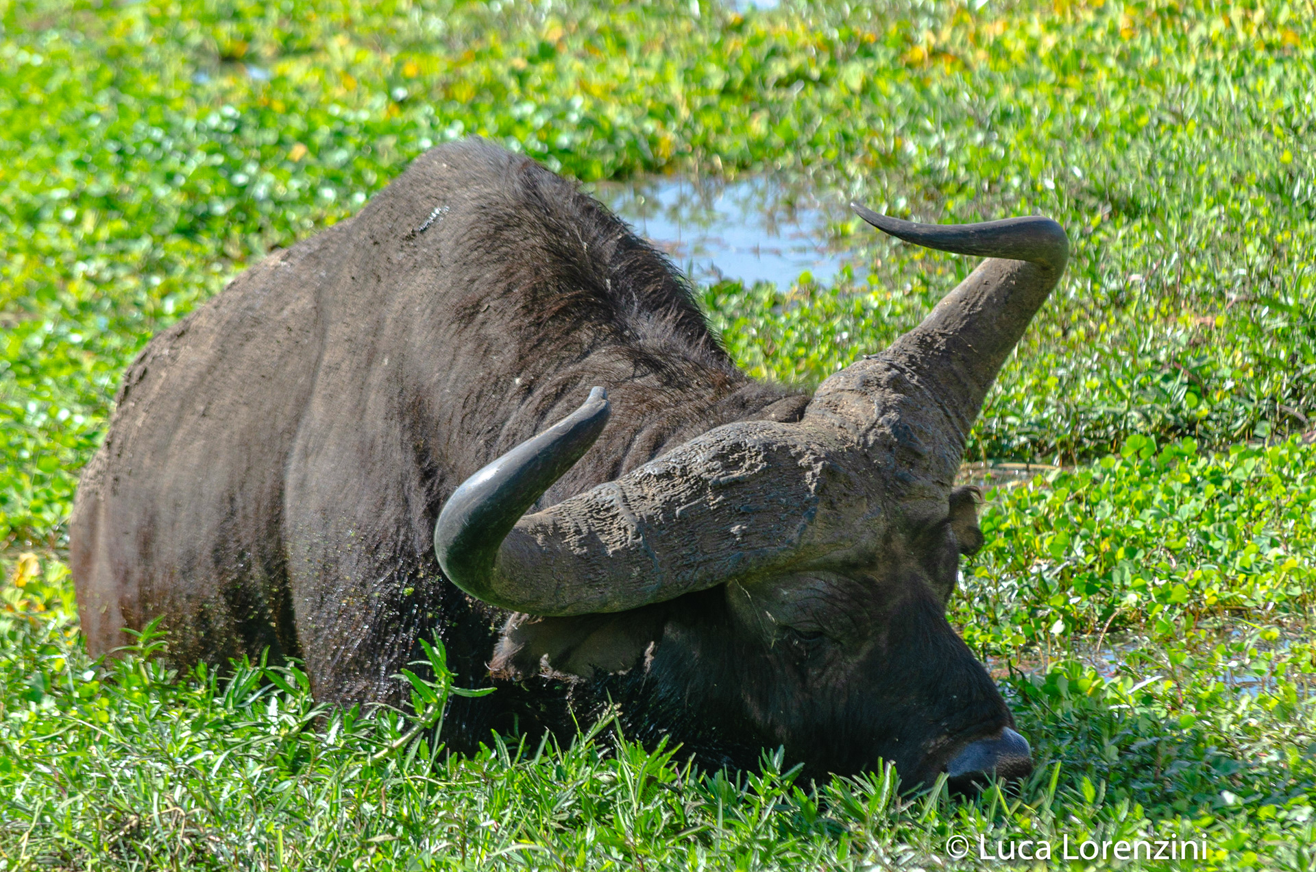 Bufalo