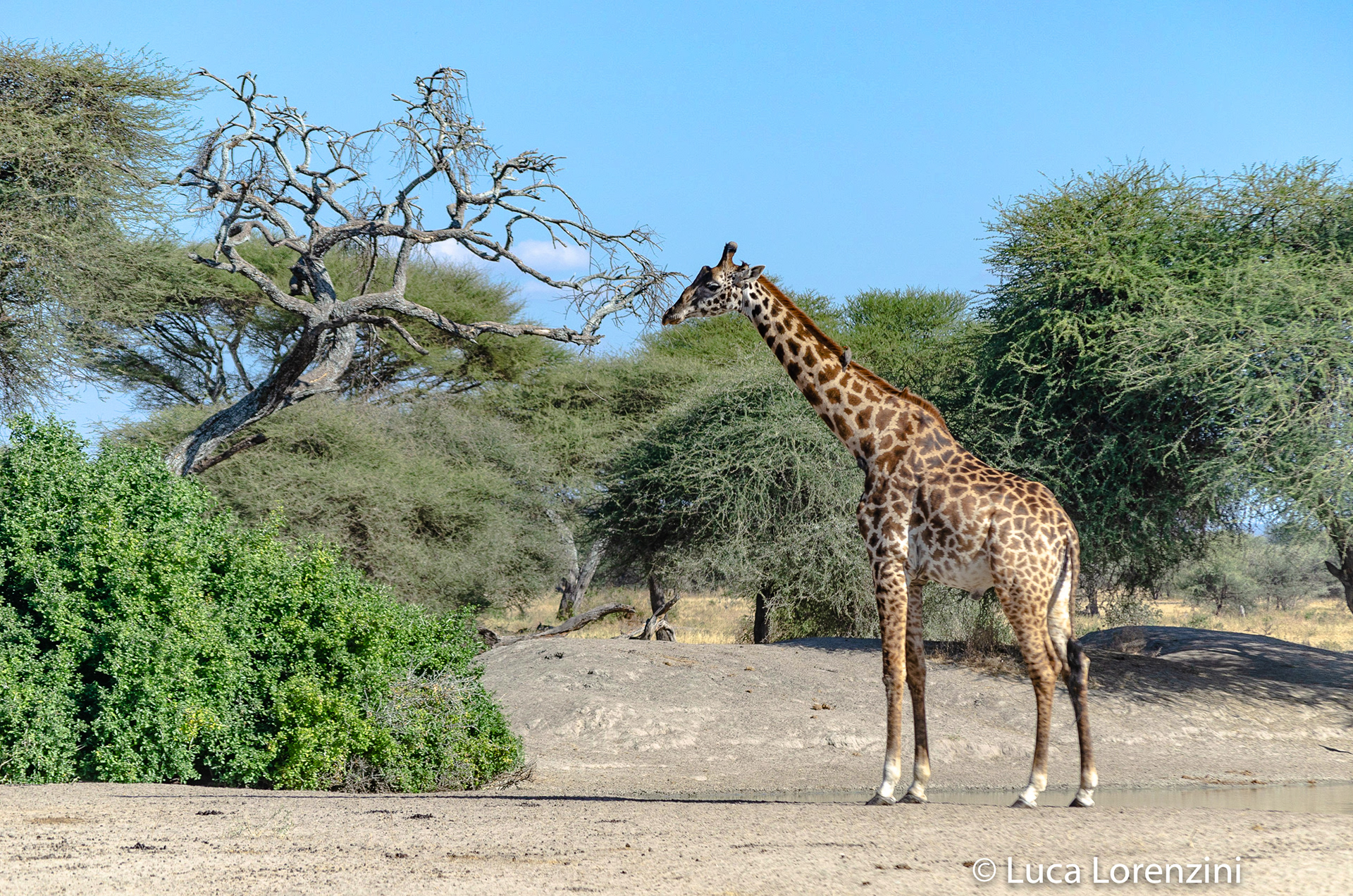 Giraffa