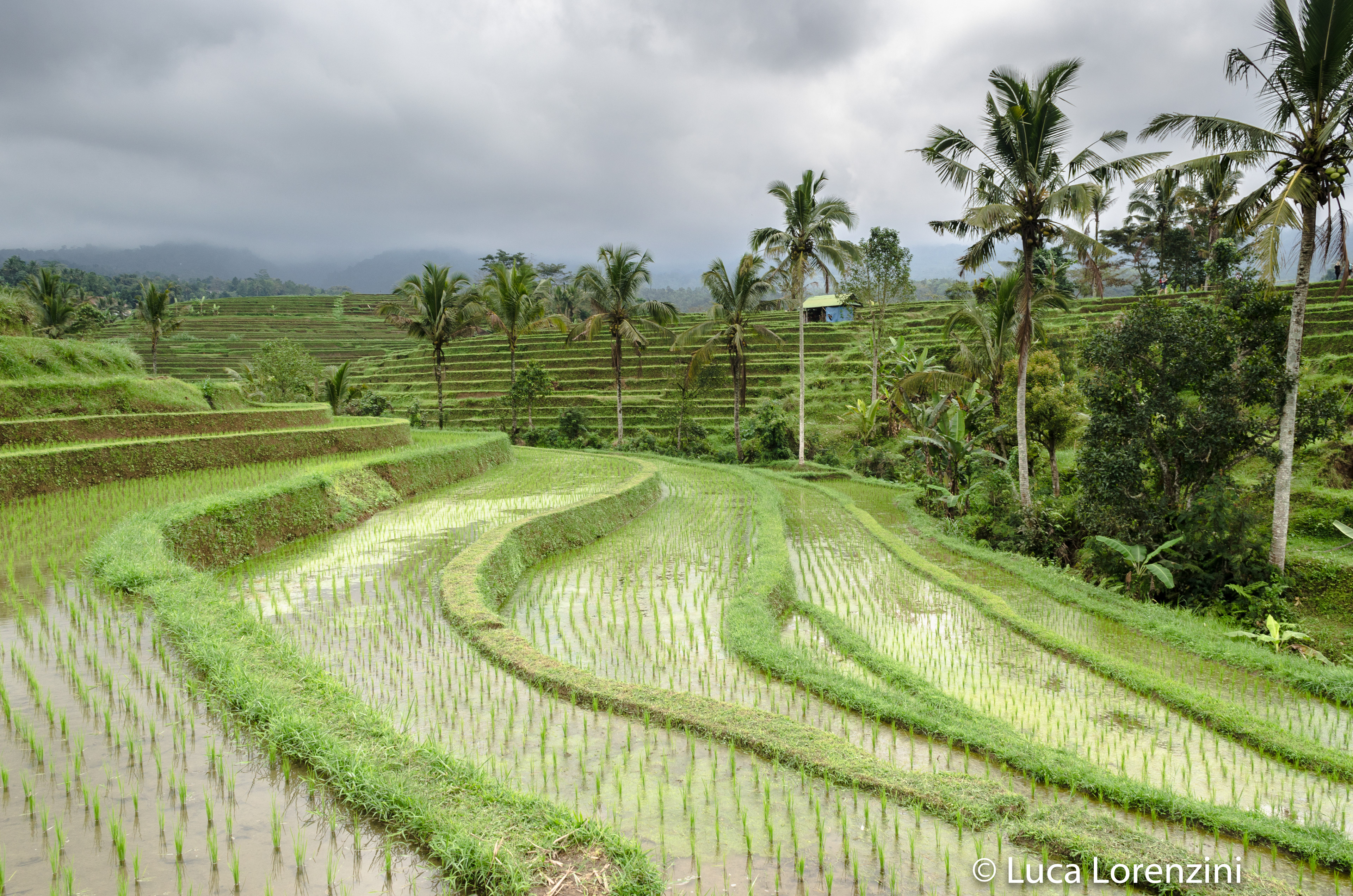 Jatiluwih Rice Terrace - UNESCO World Heritages