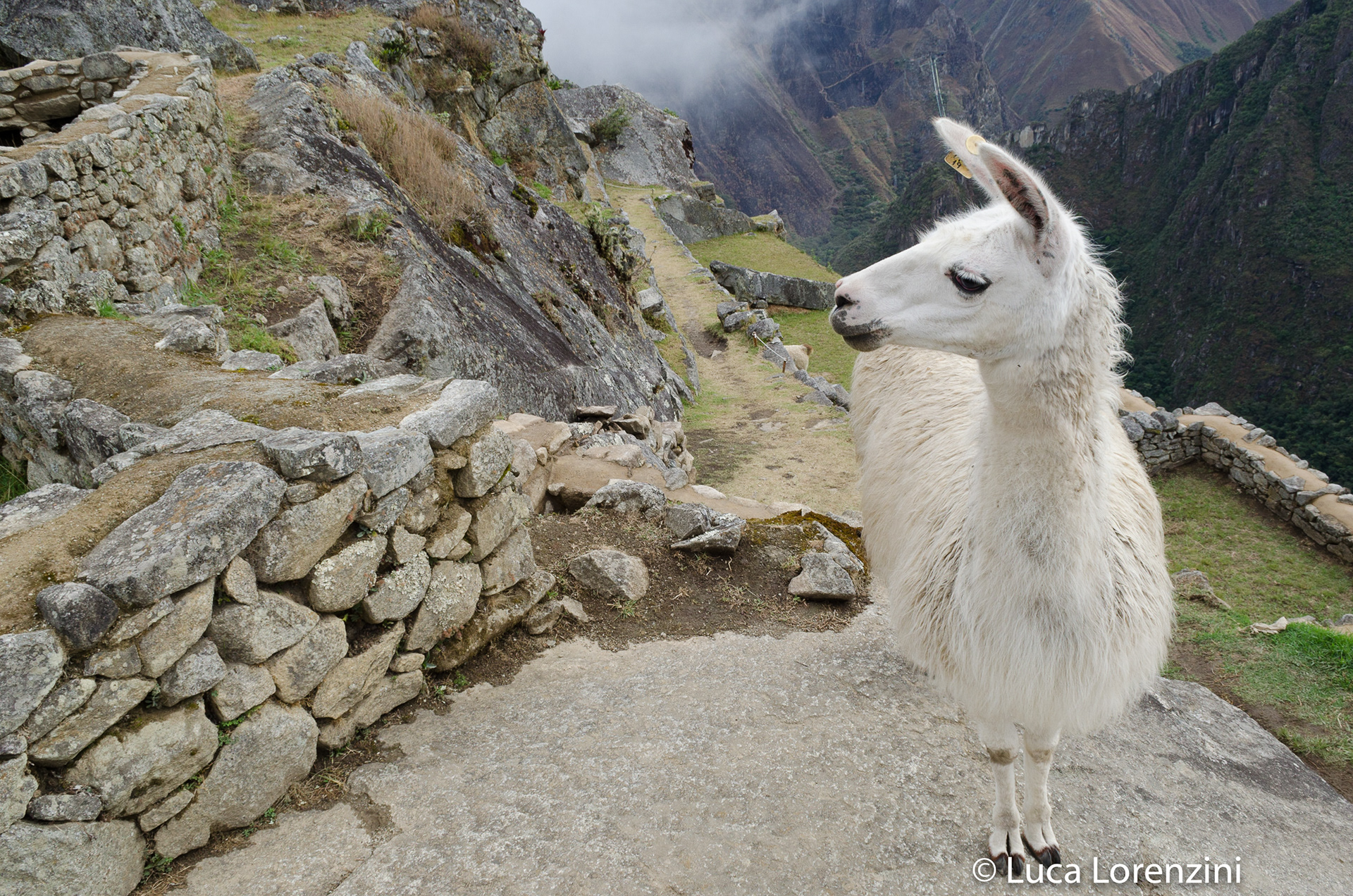 Machu Picchu