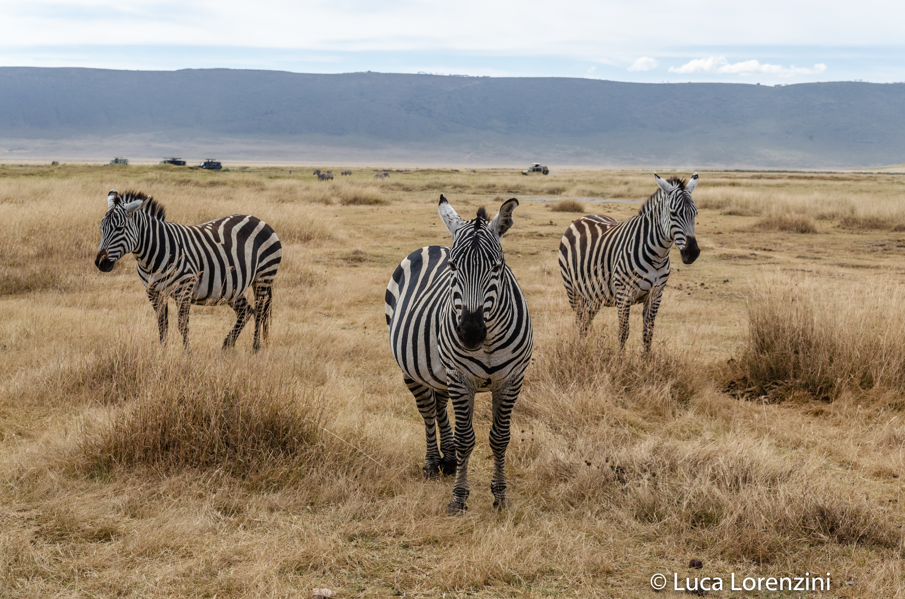 Zebra