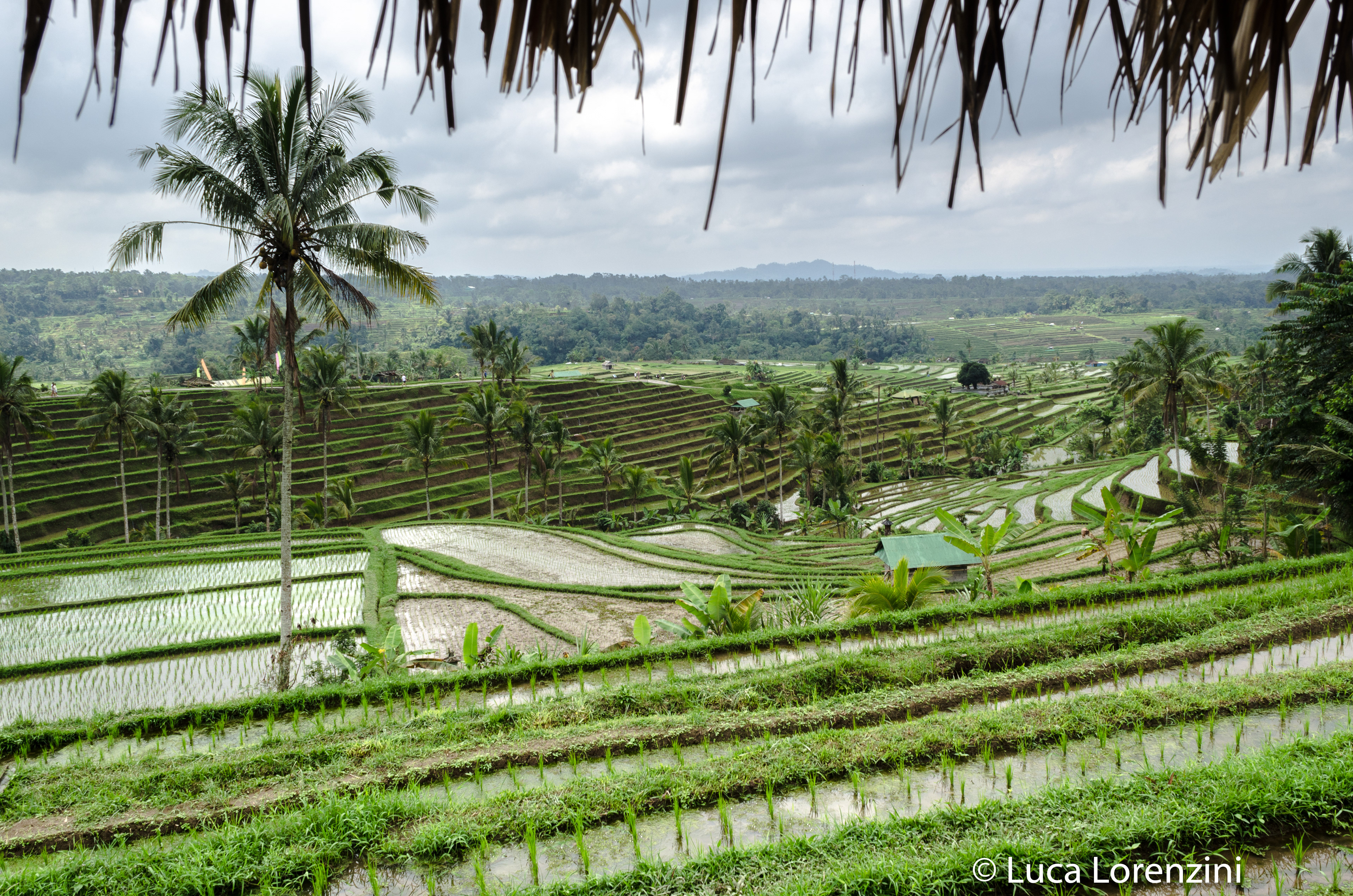 Jatiluwih Rice Terrace - UNESCO World Heritages