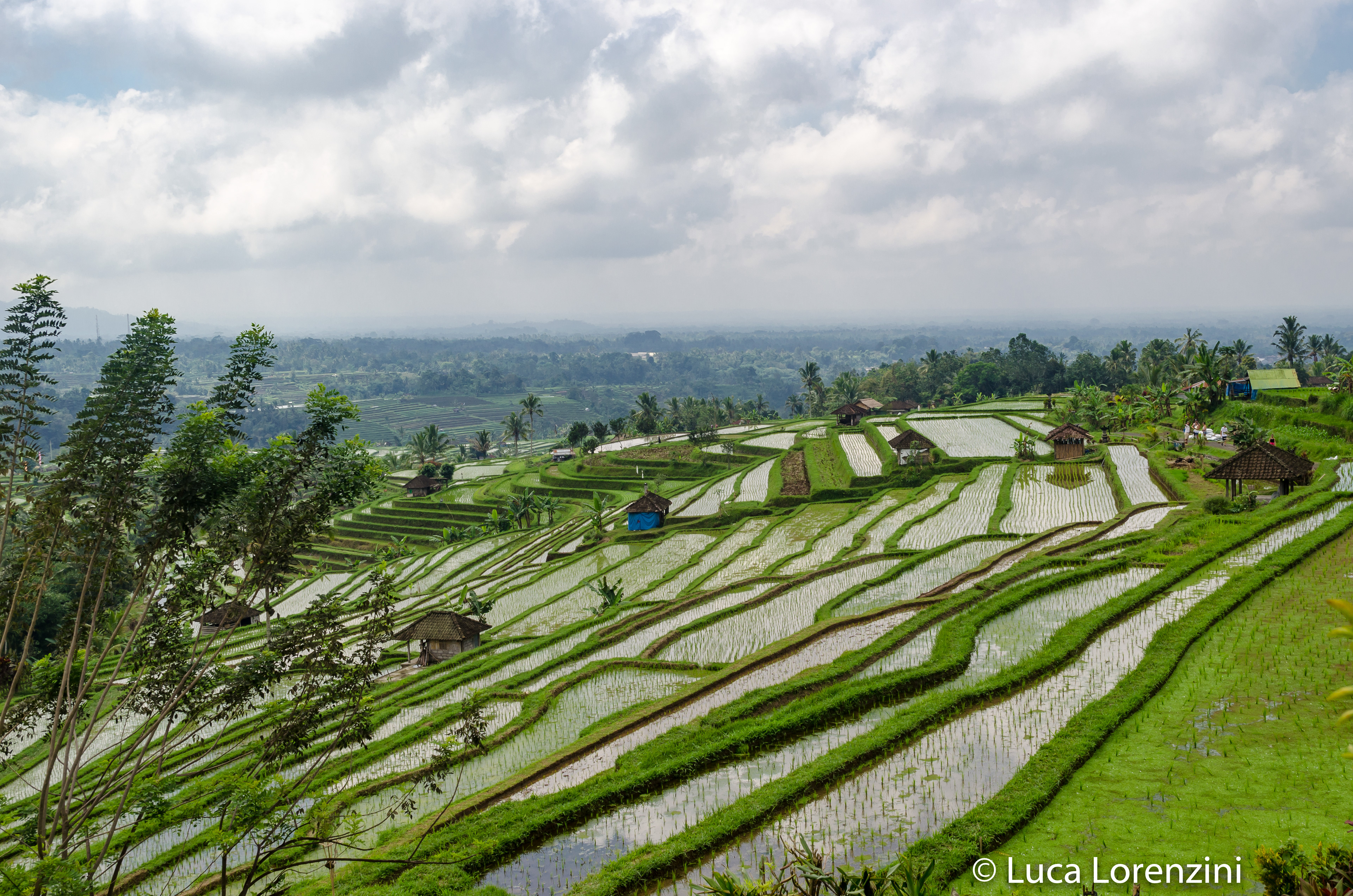 Jatiluwih Rice Terrace - UNESCO World Heritages