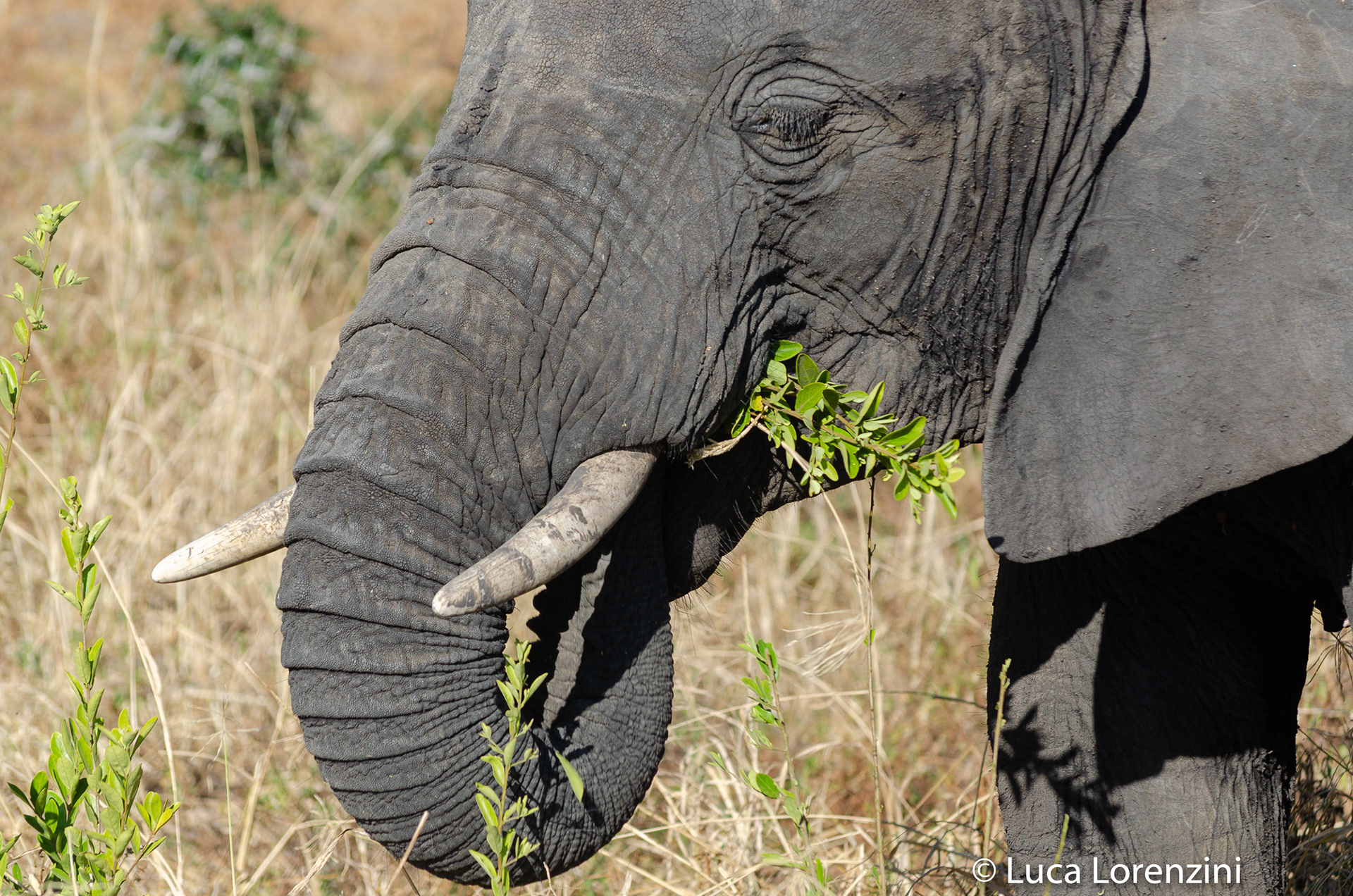Elefante