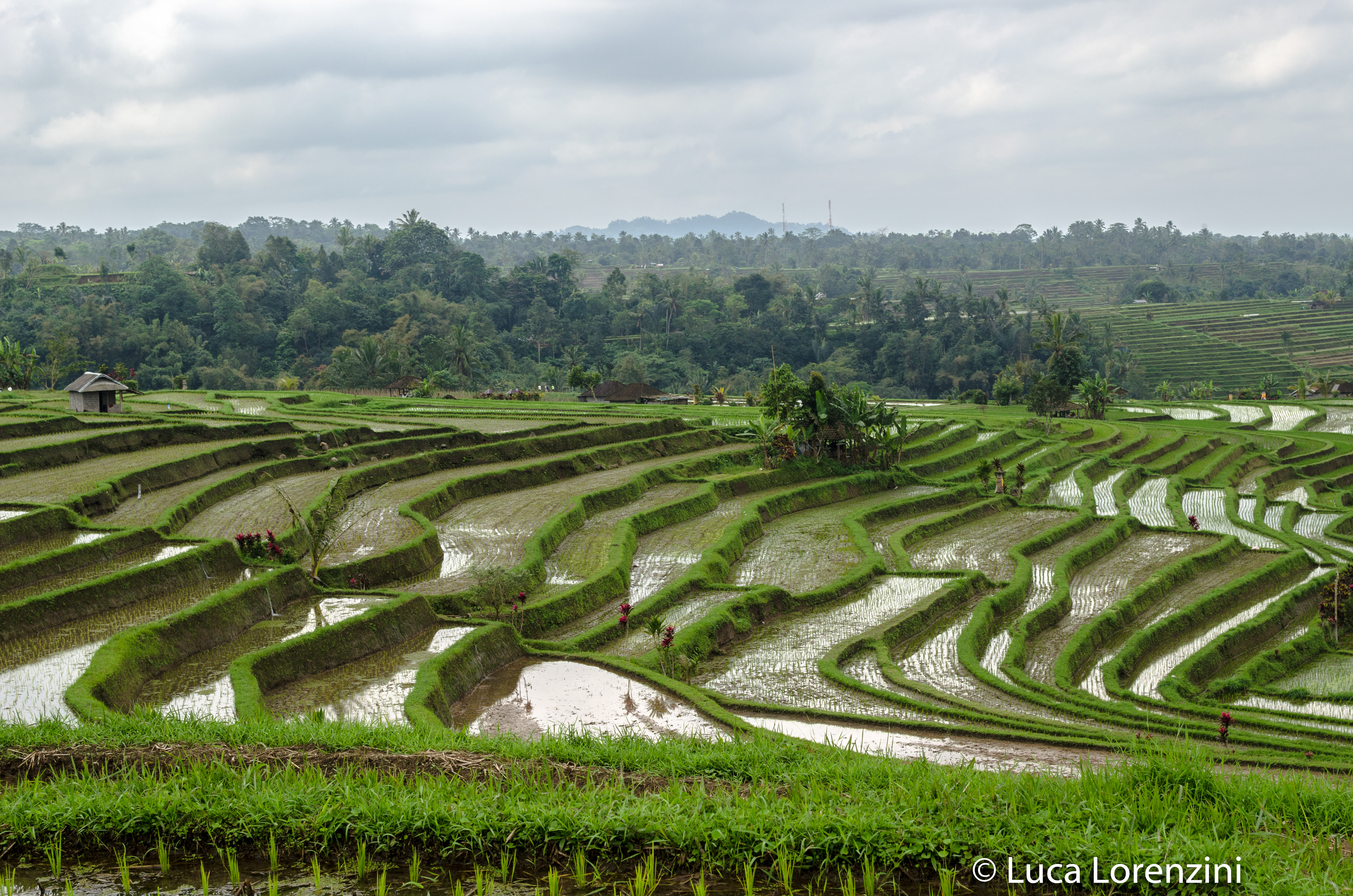 Jatiluwih Rice Terrace - UNESCO World Heritages