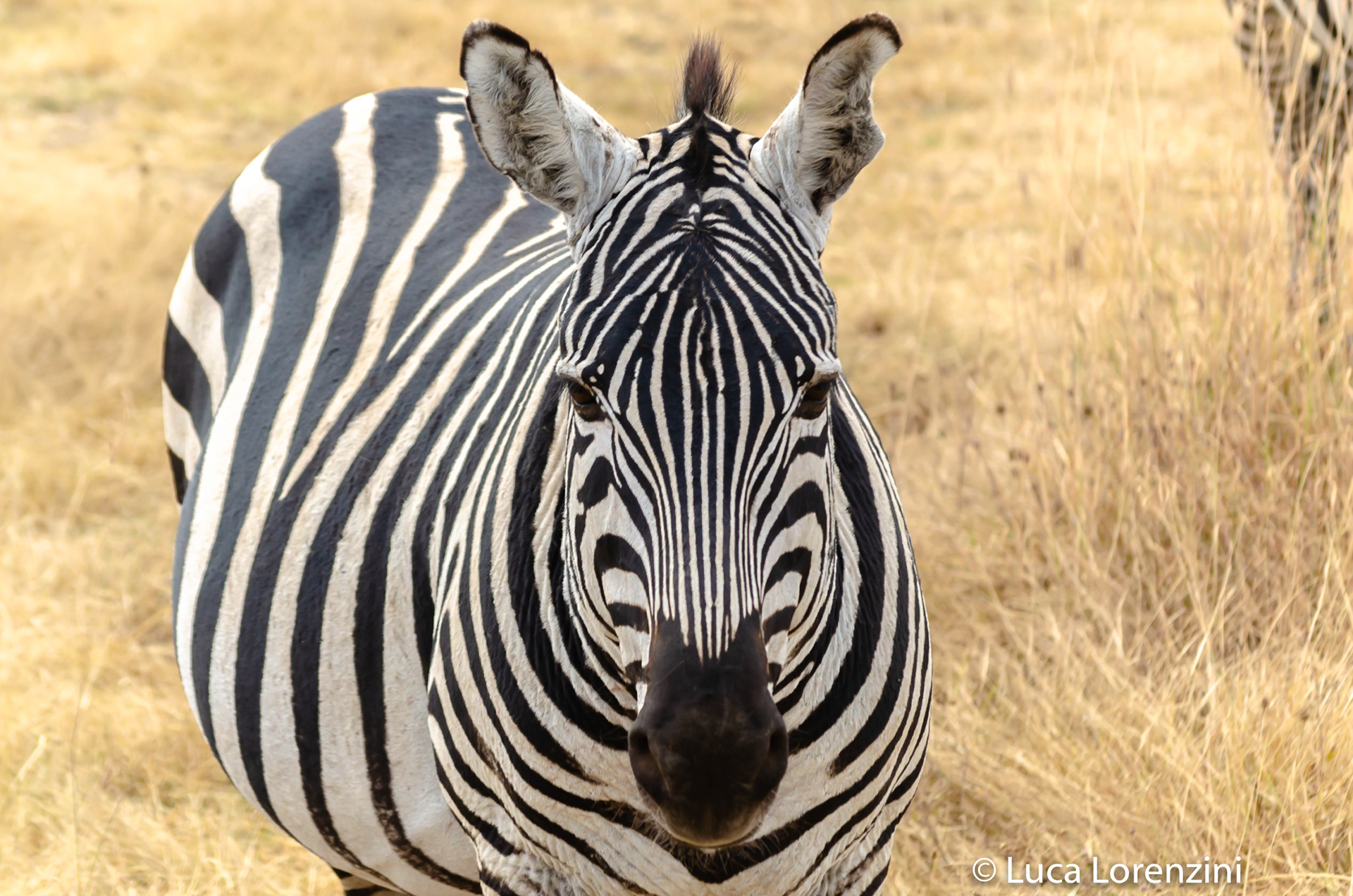 Zebra