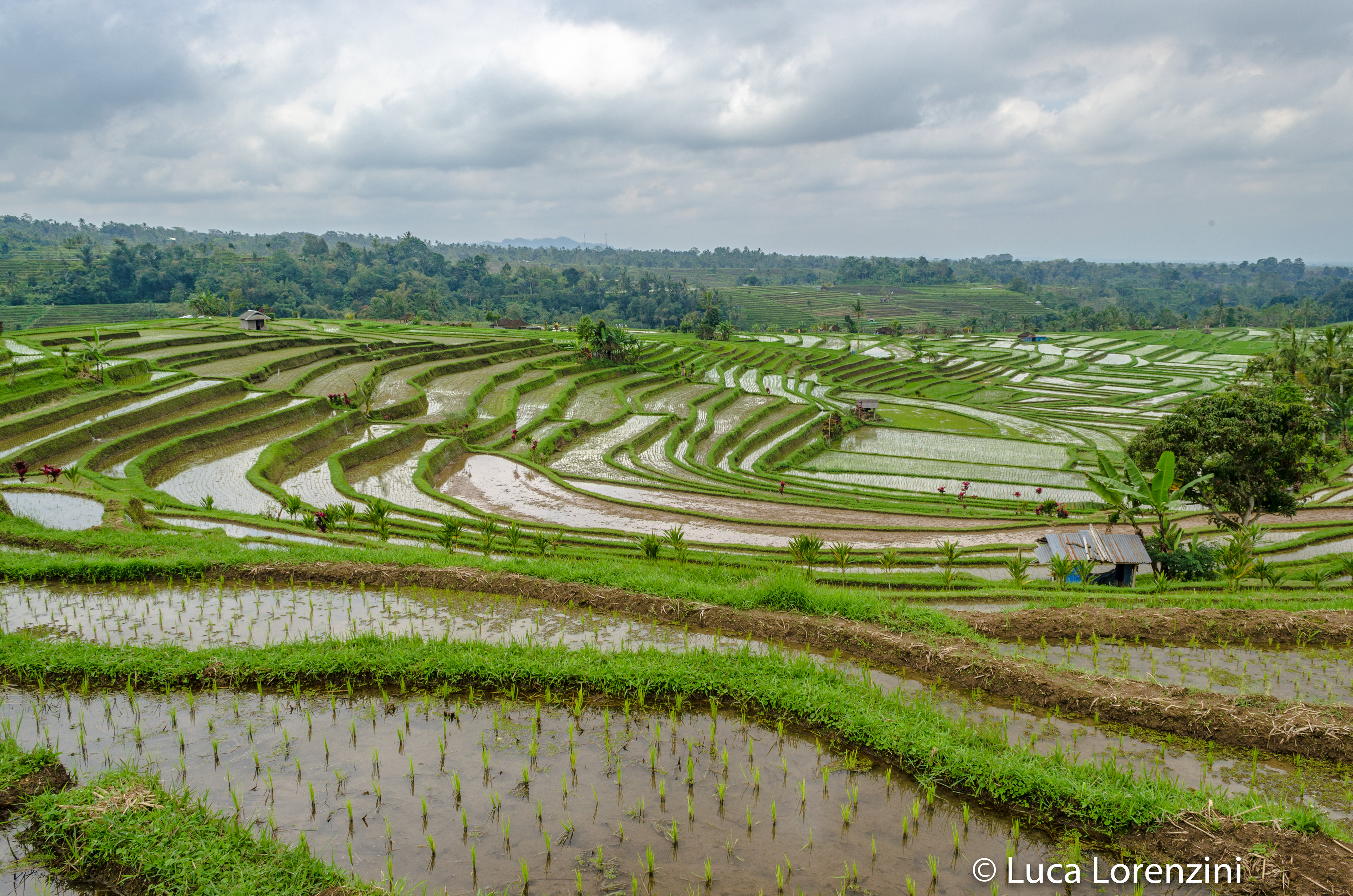 Jatiluwih Rice Terrace - UNESCO World Heritages