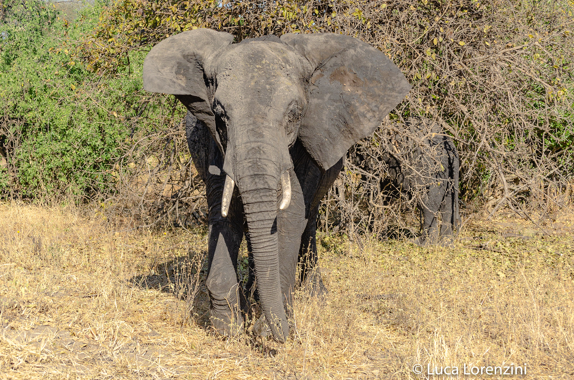 Elefante