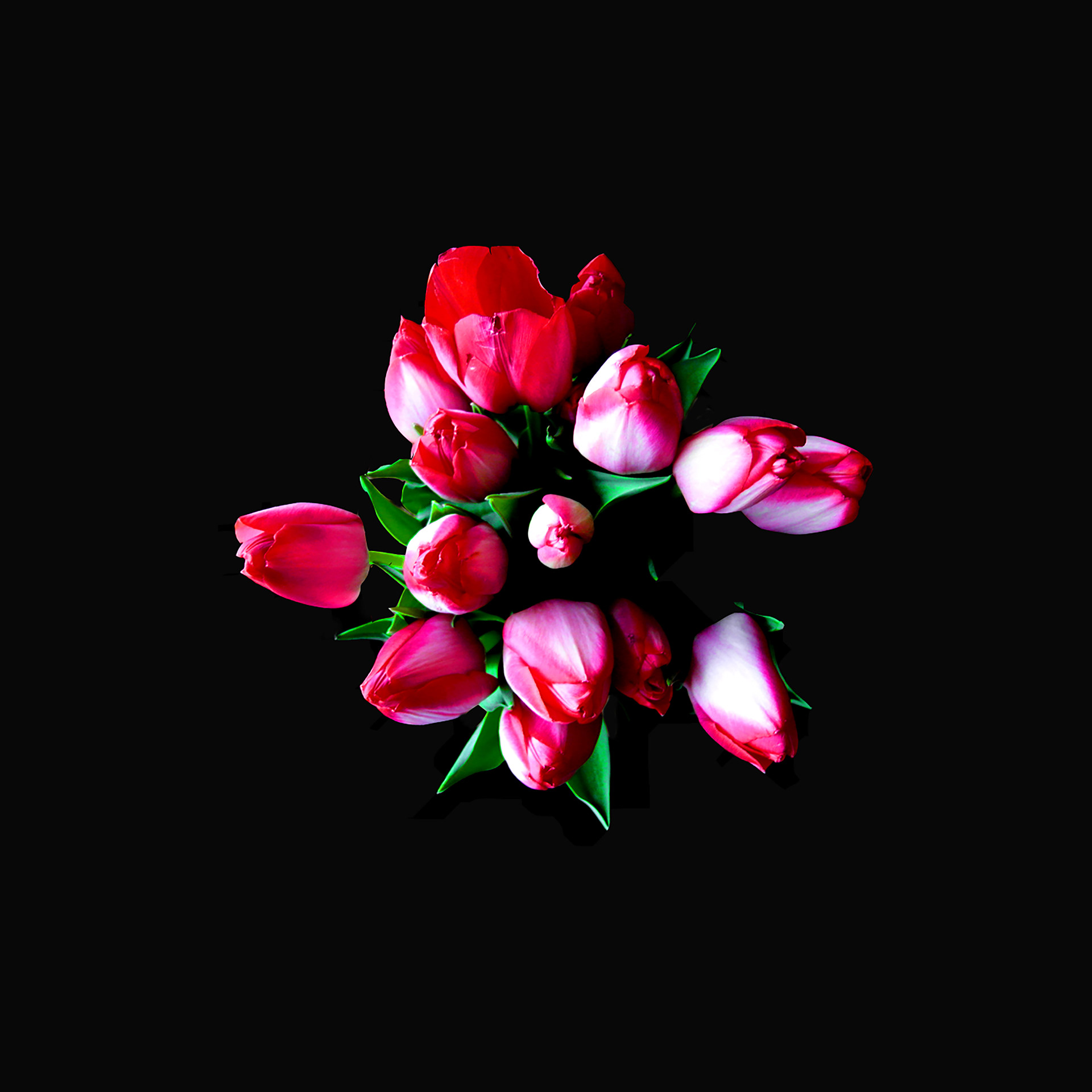 tulipany
