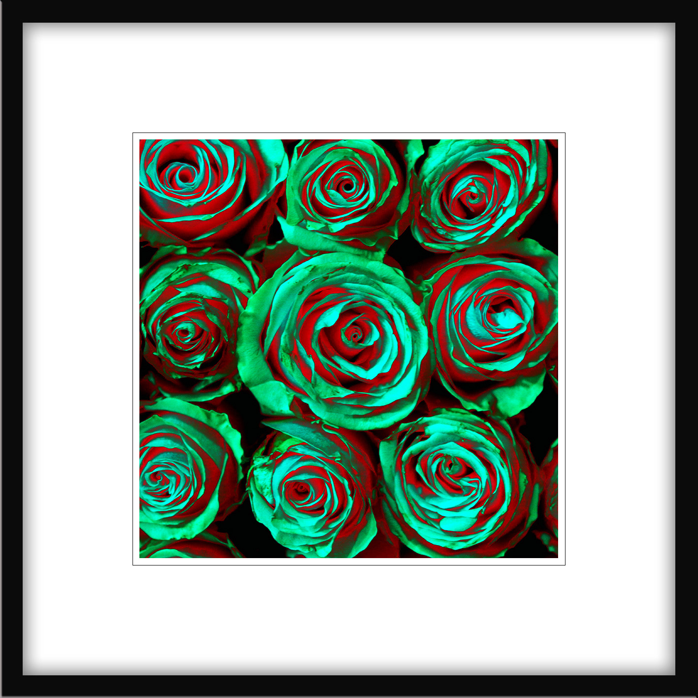 RÓŻE ZIELONE fotografia 30x30cm; passe-partout; rama alu 50x50cm