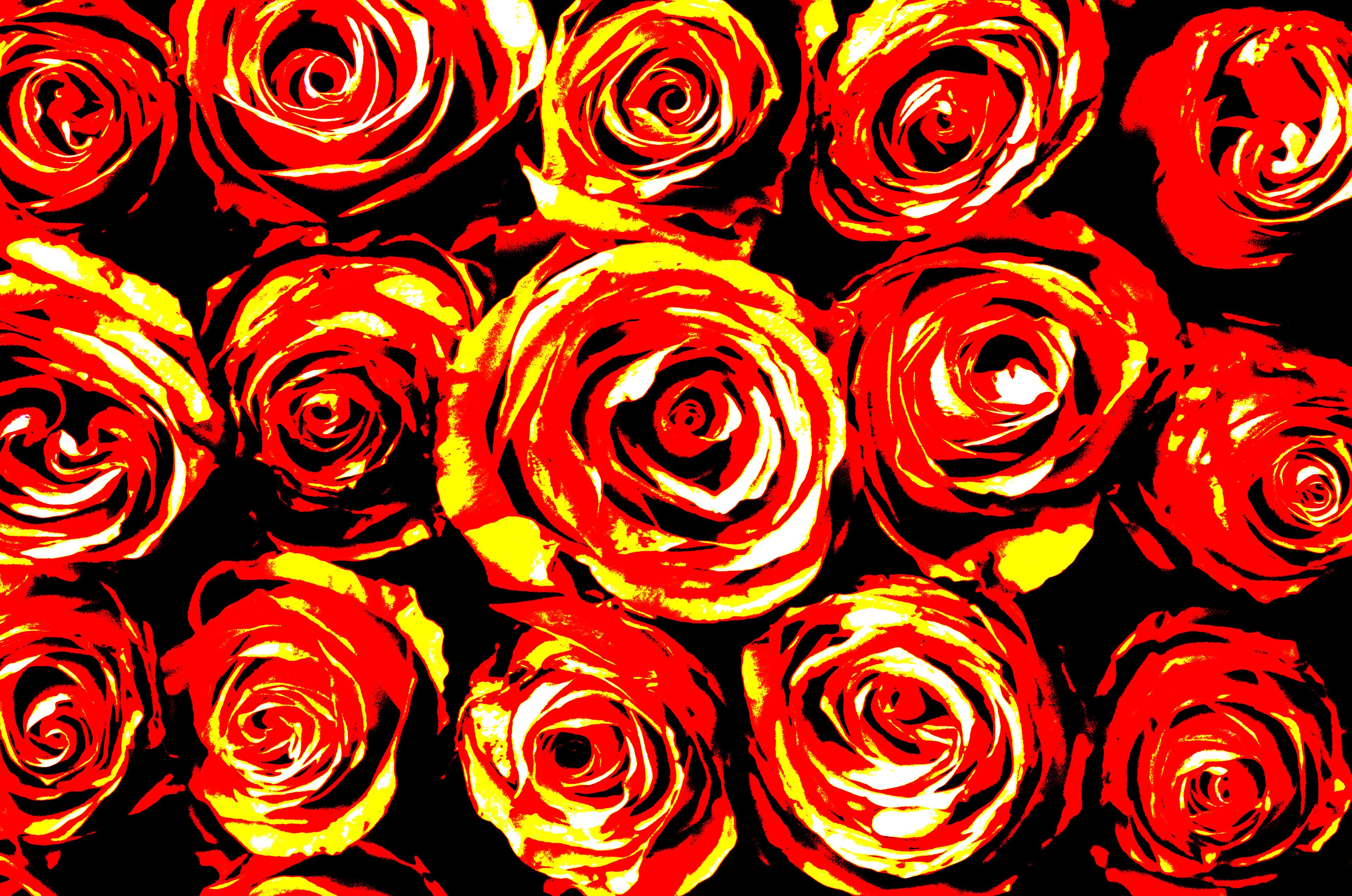 róże red