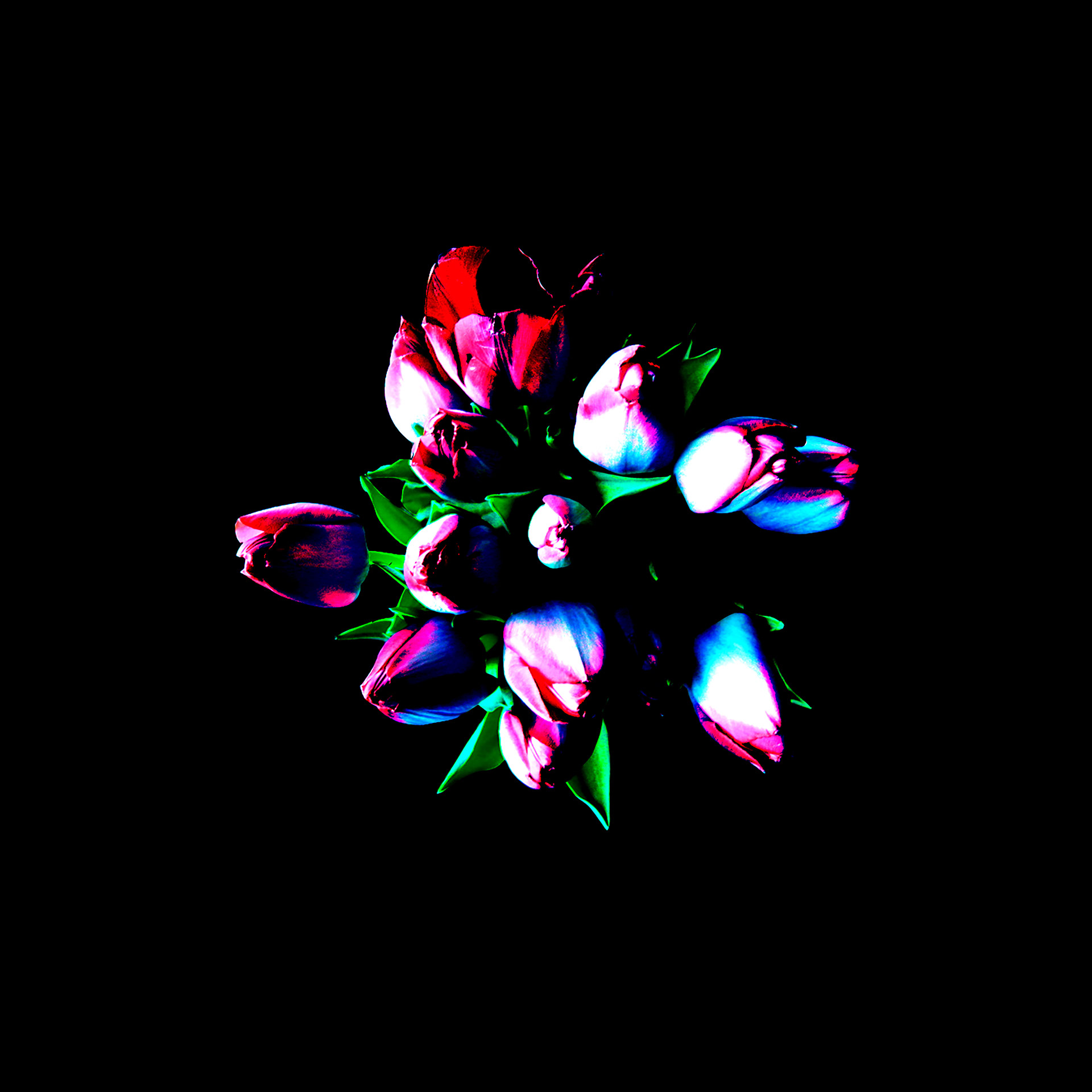 tulipany 2