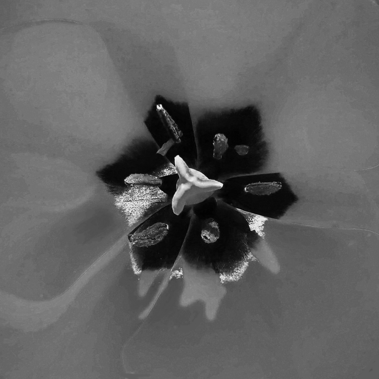 tulipan 2