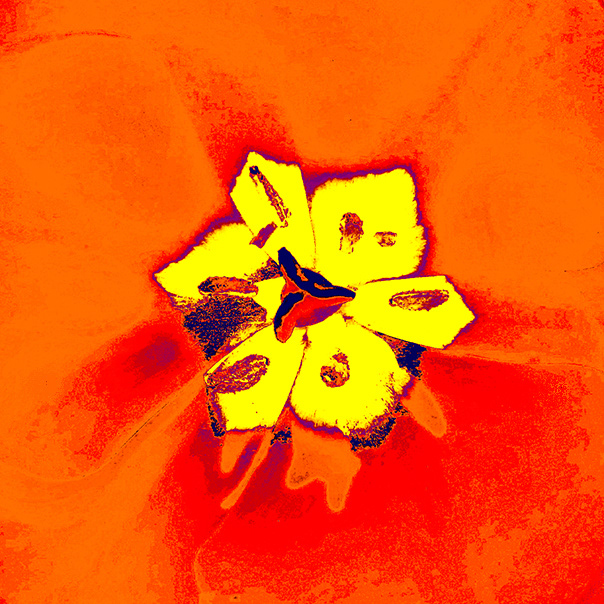 tulipan 1