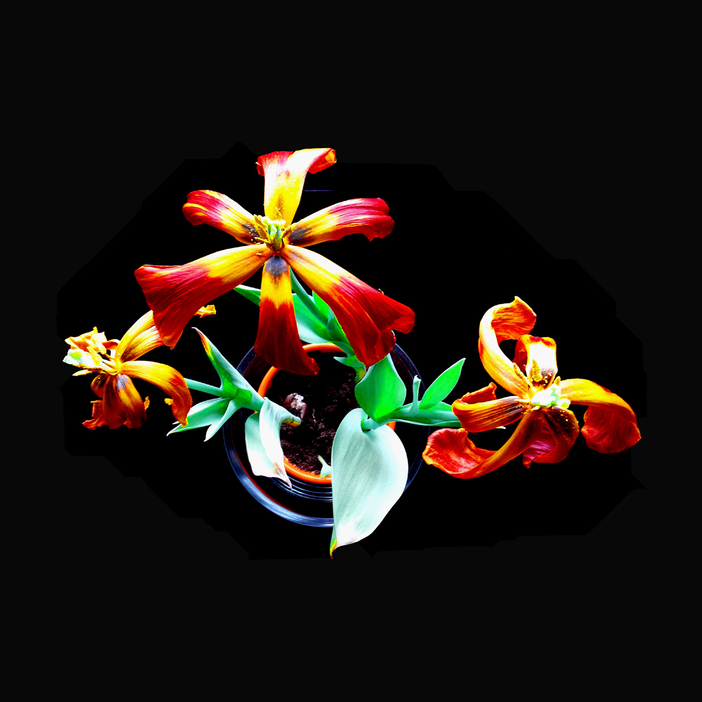 tulipany 1