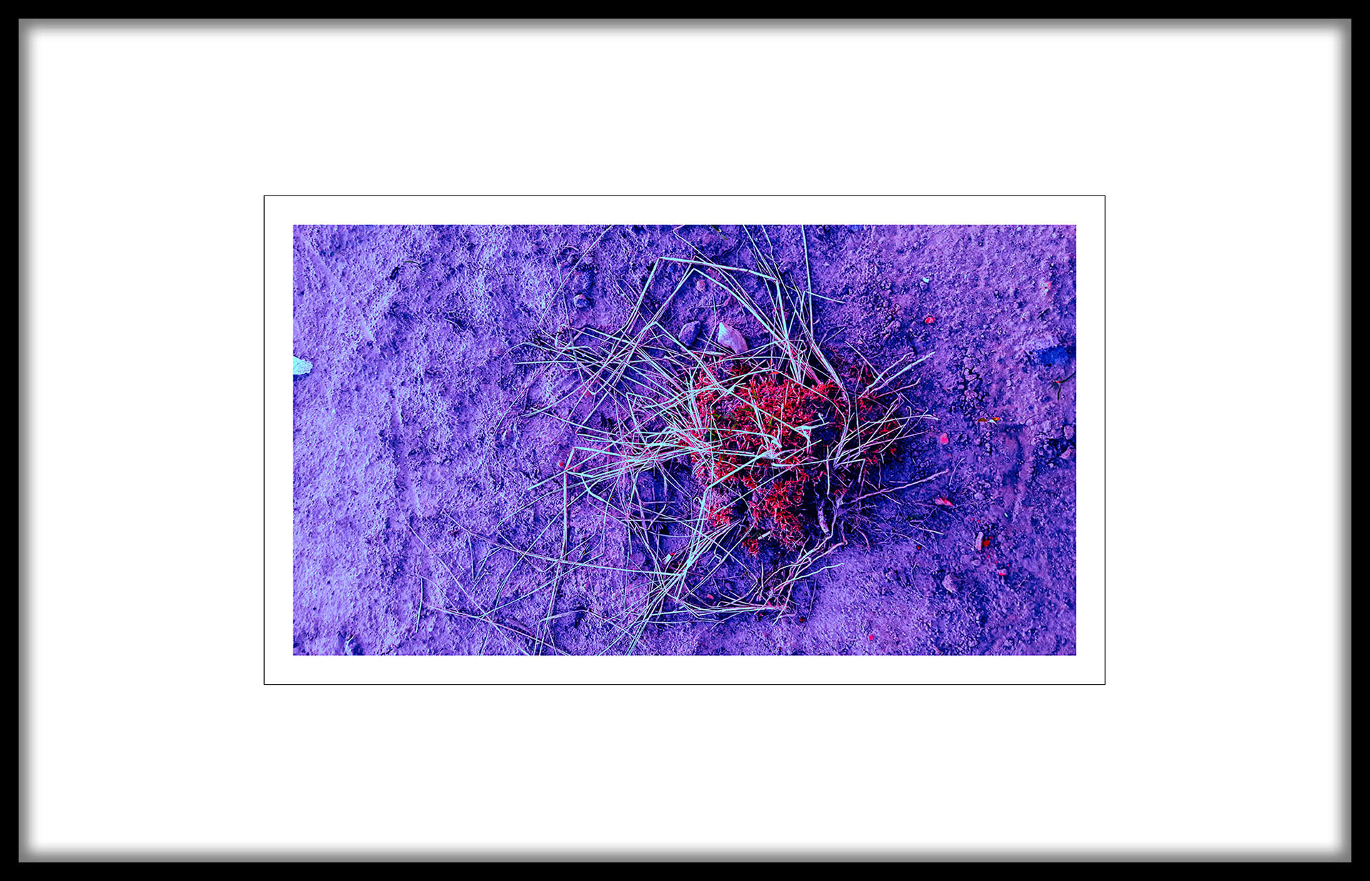 TRAWA fotografia 43x25cm; passe-partout; rama alu 75x45cm