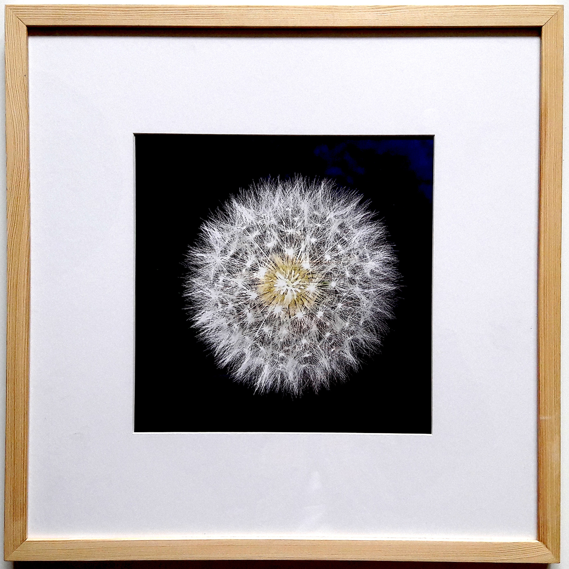 DMUCHAWIEC fotografia_23x23 cm; passe-partout; rama drewniana 60x60 cm