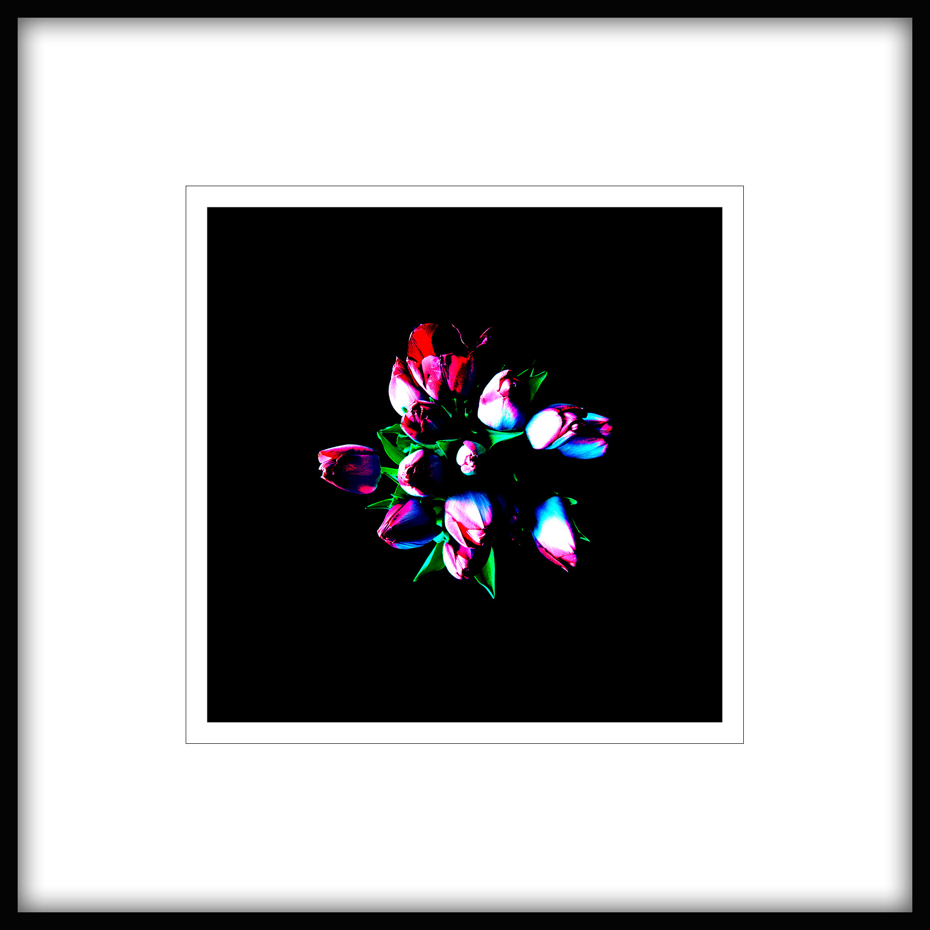 TULIPANY fotografia 36x36cm; passe-partout; rama alu 65x65cm