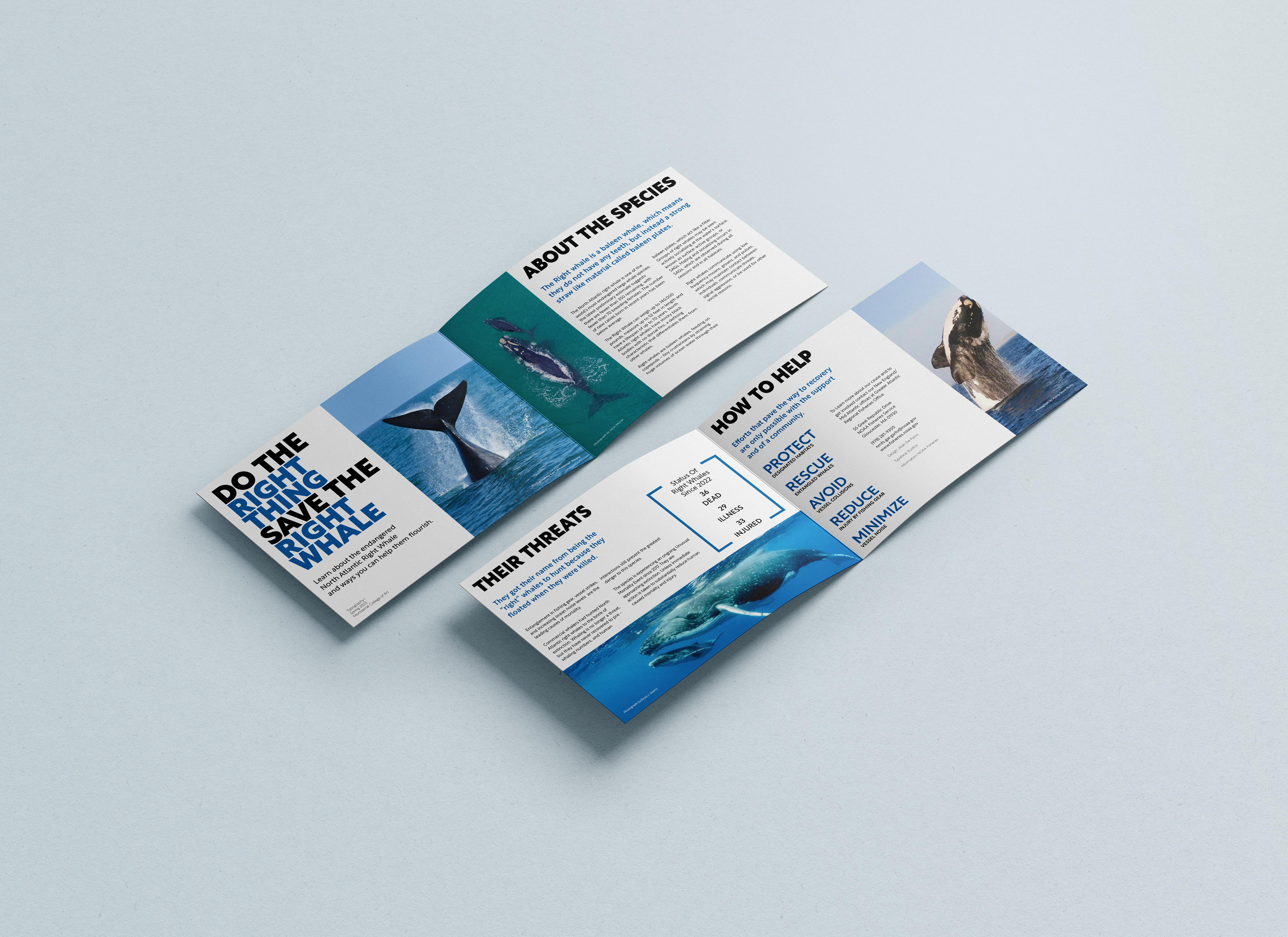 North Atlantic Right Whale Newsletter