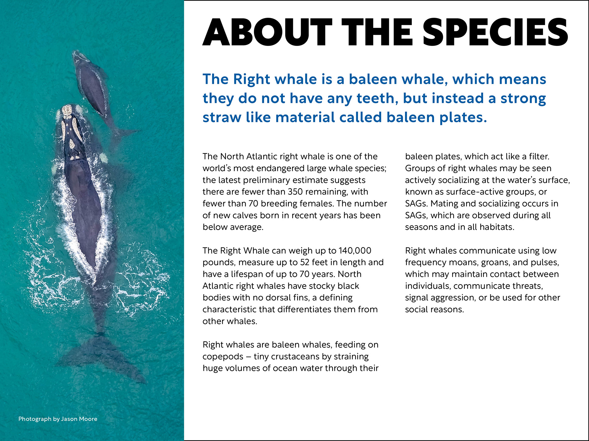 Newsletter 2, Indesign, 800 x 600 px