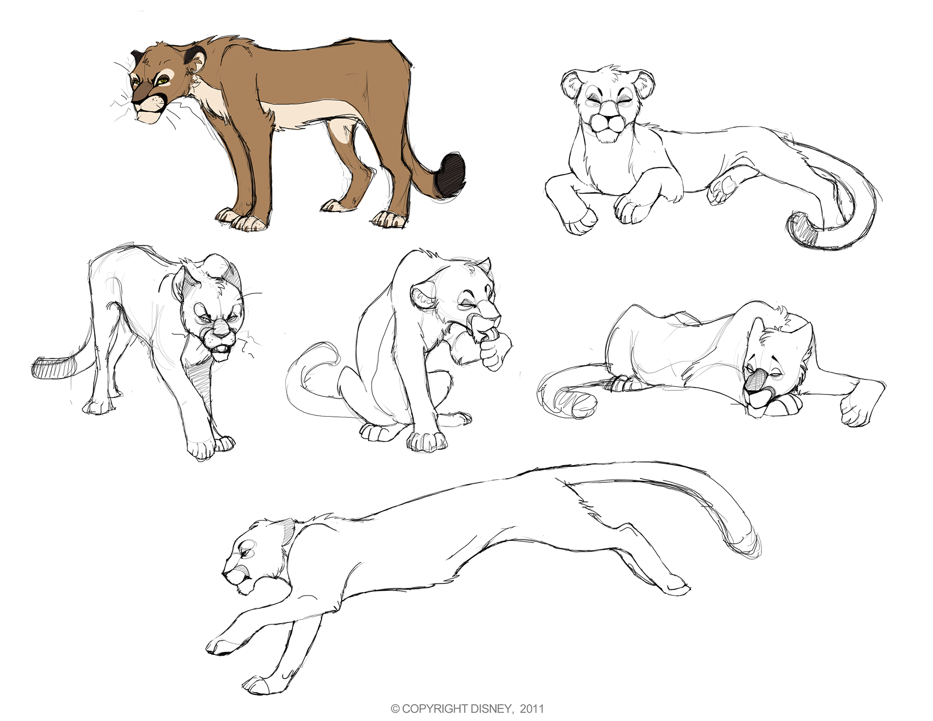A handful of Cougar sketches portraying several different emotions and actions