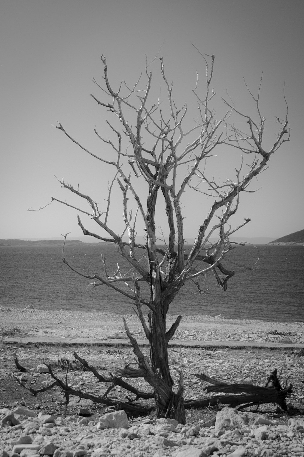 Goli otok tree - https://luttenberger.photography/ -