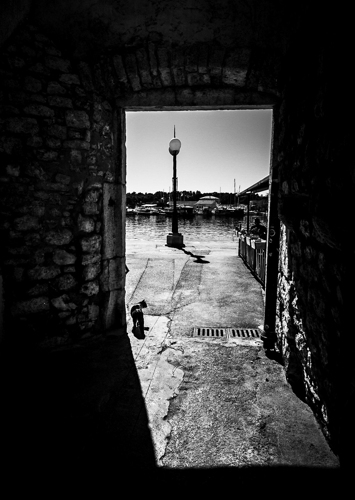 Krk Katze - https://luttenberger.photography/ -