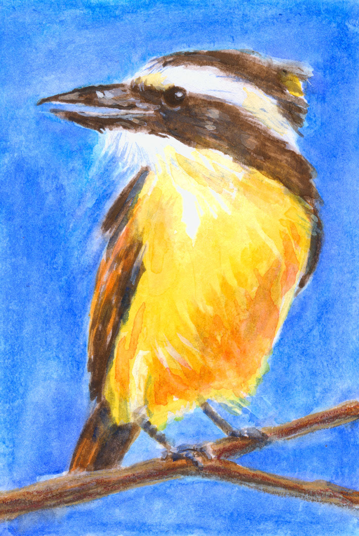 Birds: Kingfisher - watercolor