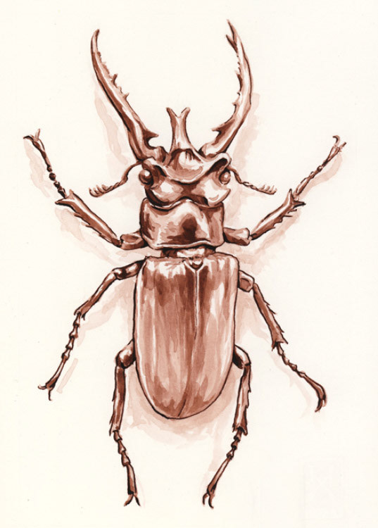 Stag Beetle - ink wash
