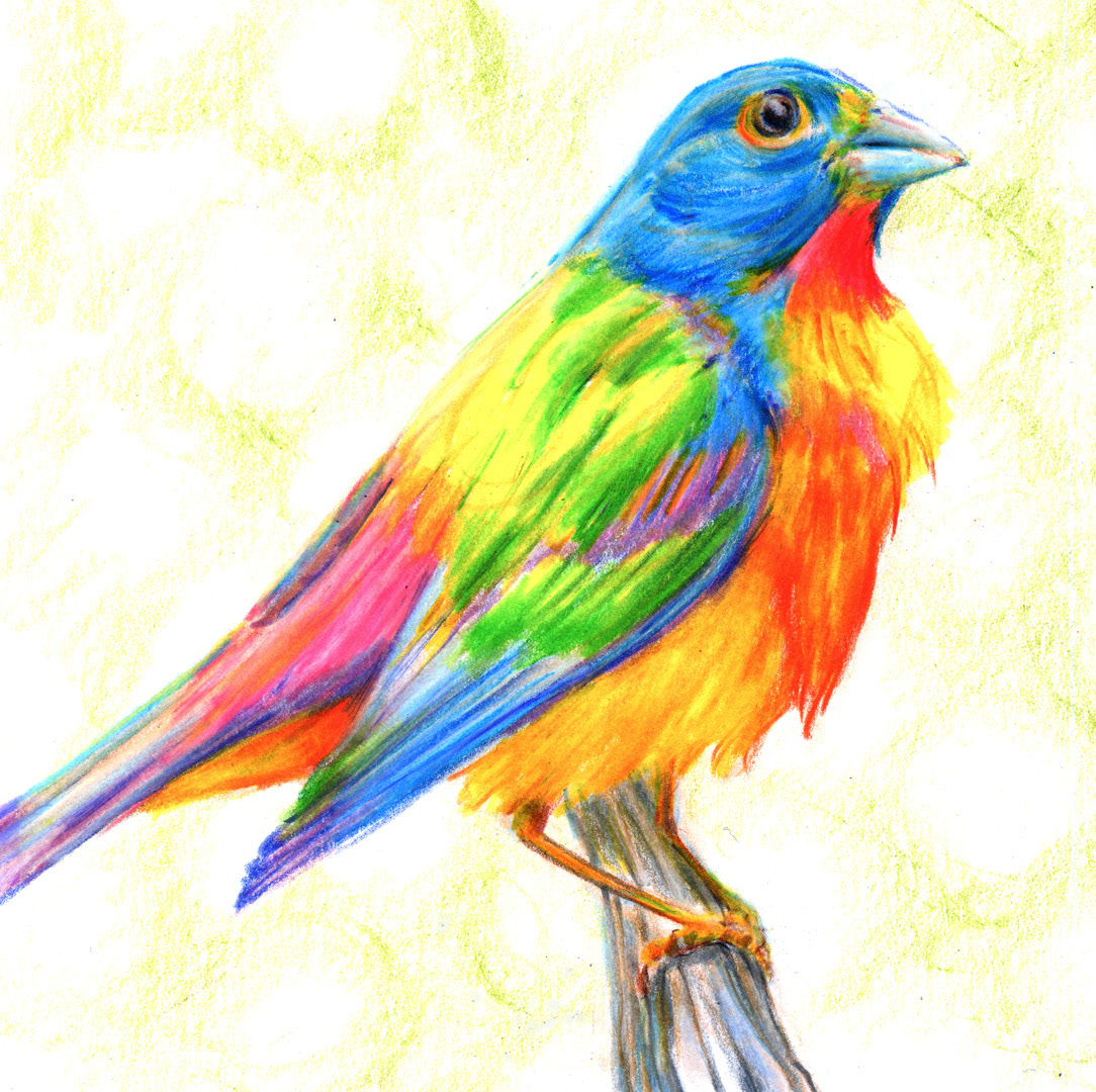 Birds: Painted Bunting - pencil
